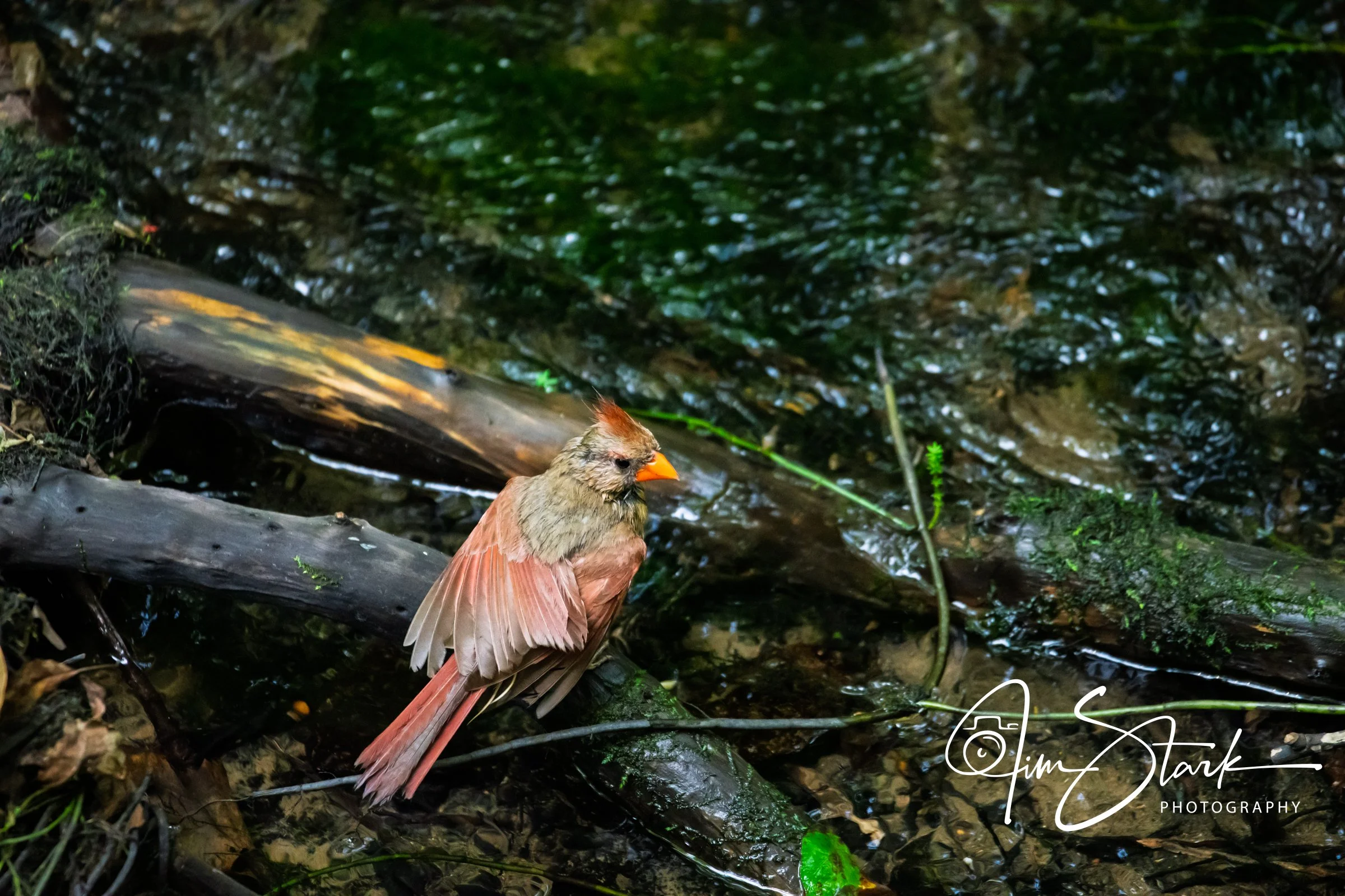 DSC_4510.jpg