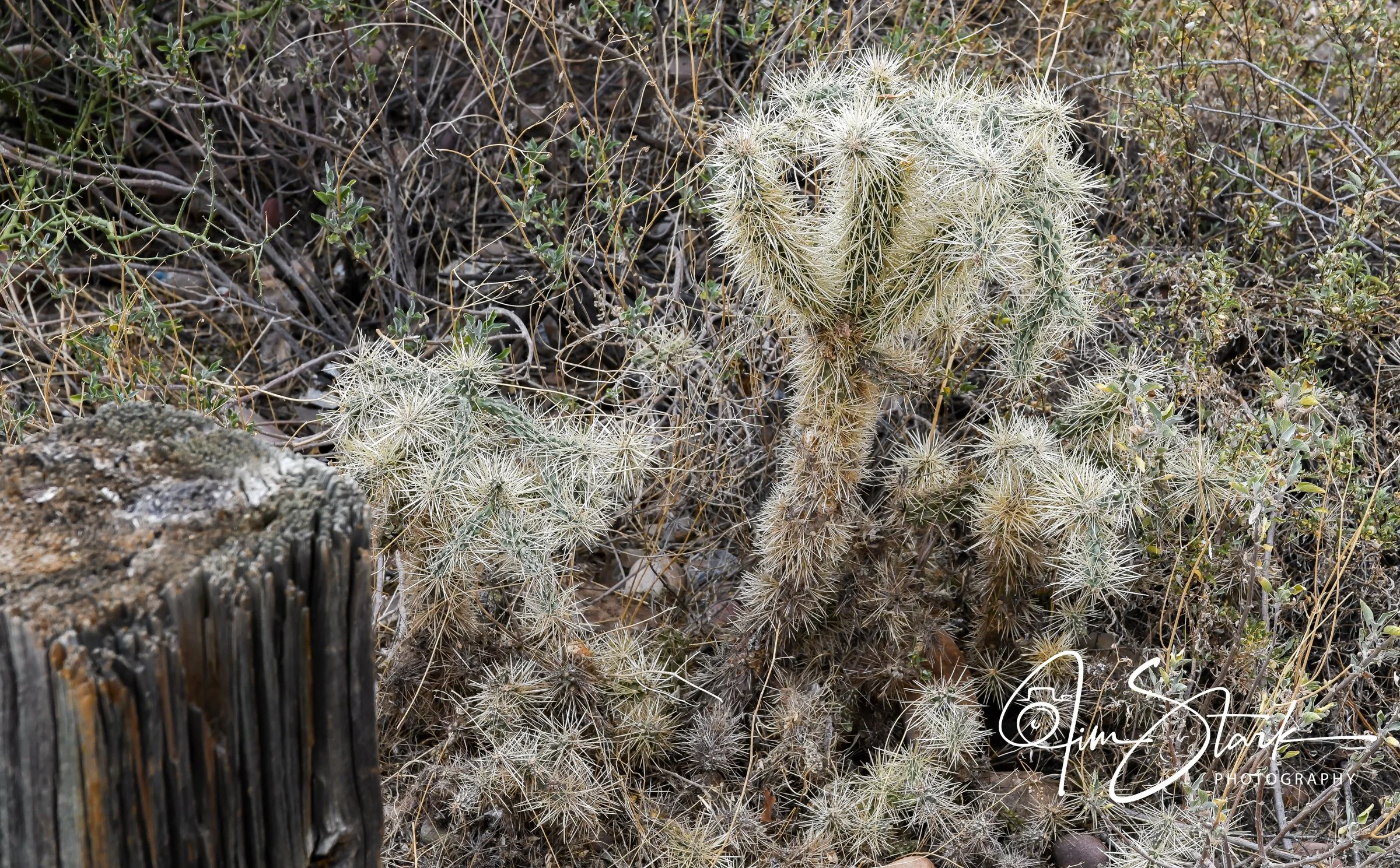 DSC_0312.jpg