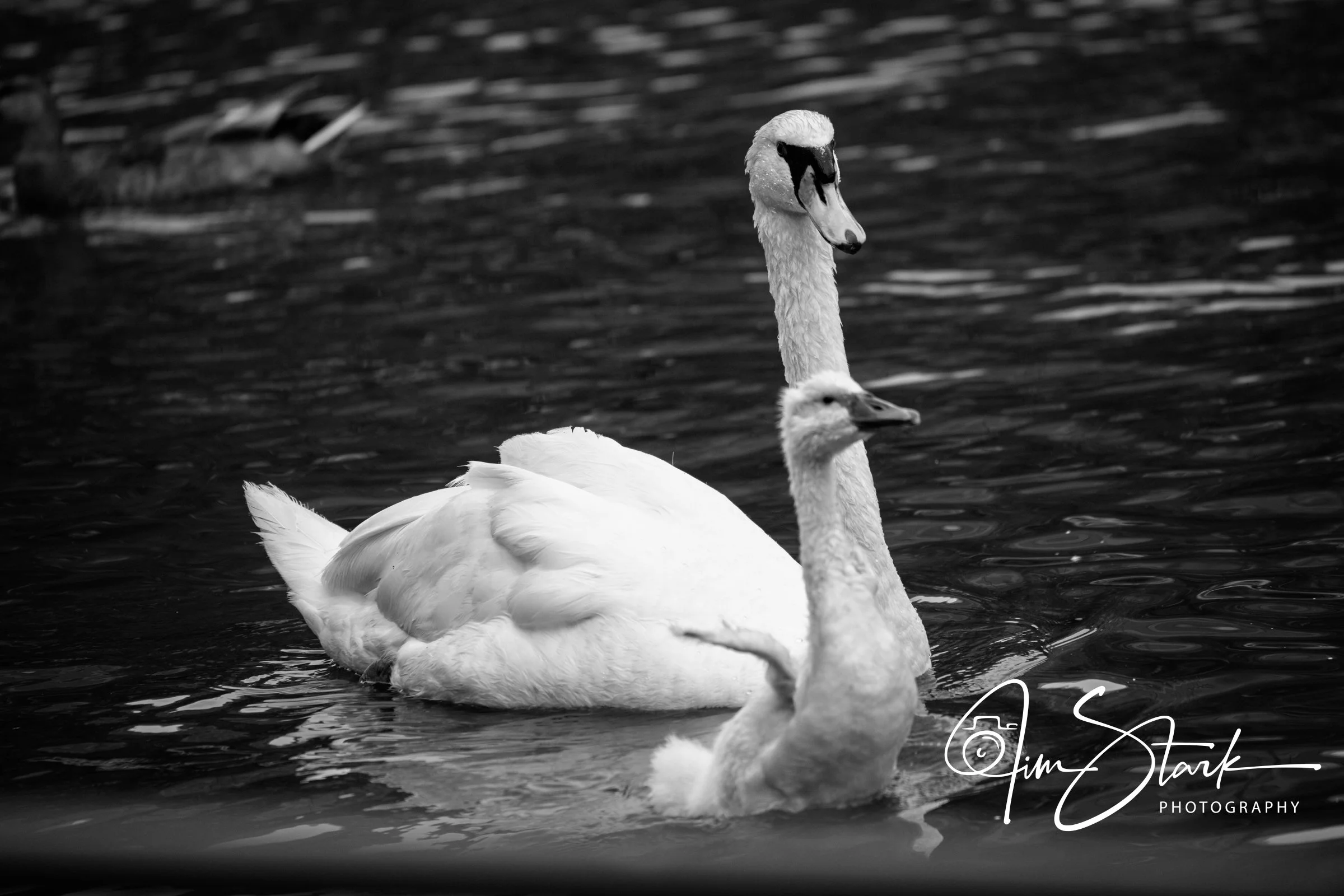 DSC_3747-2.jpg
