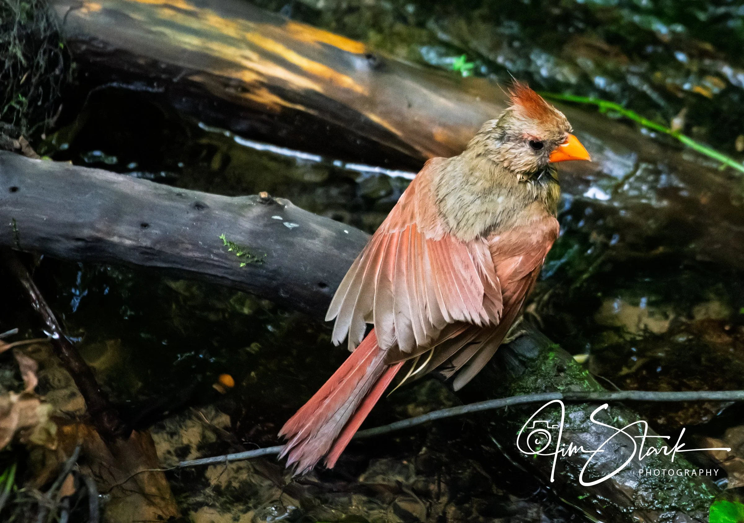DSC_4510-2.jpg