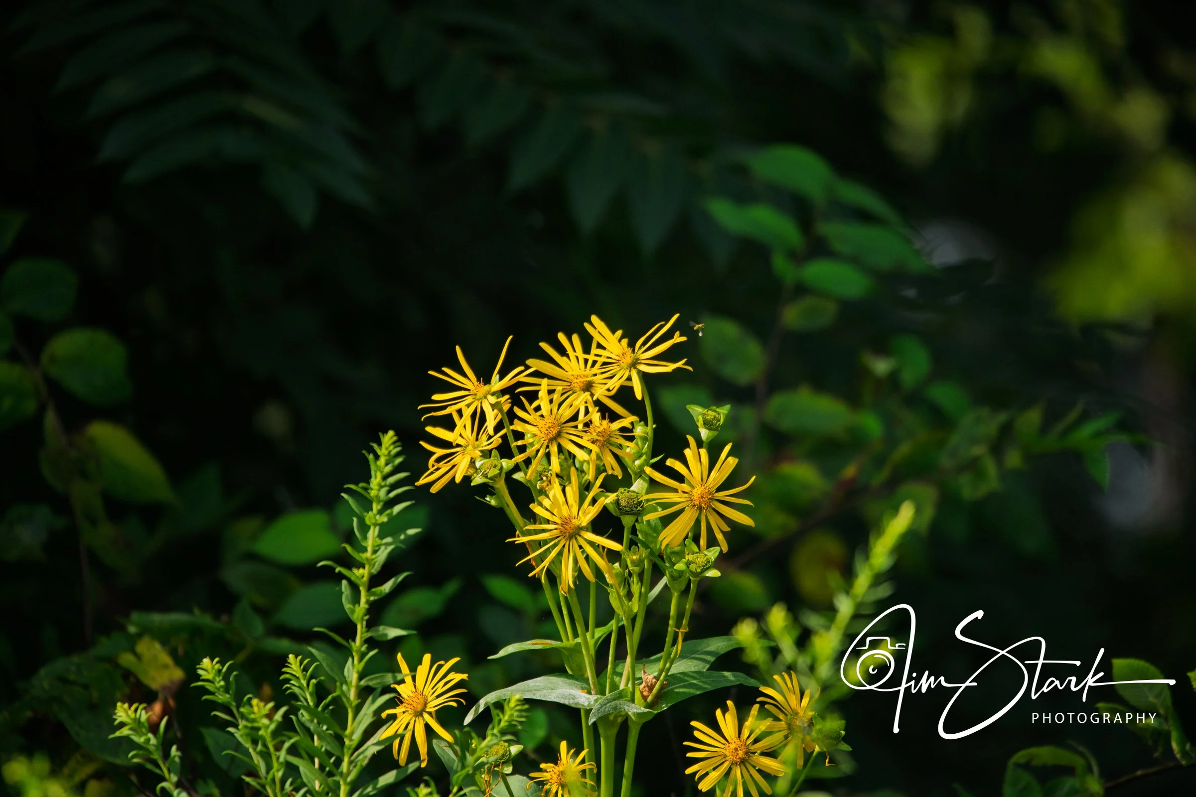 DSC_3992.jpg