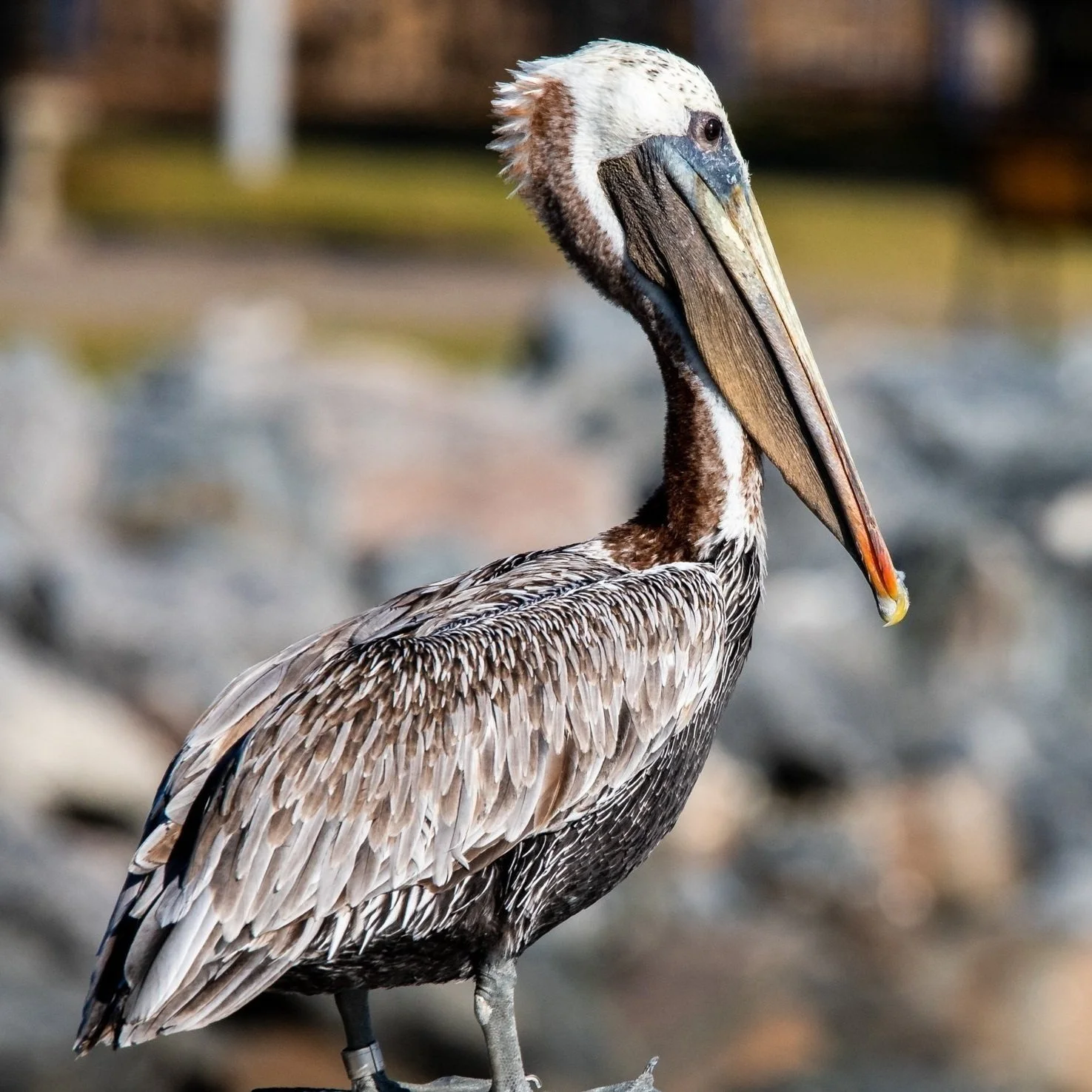The Mayor of St. Simon Island in southern Georgia