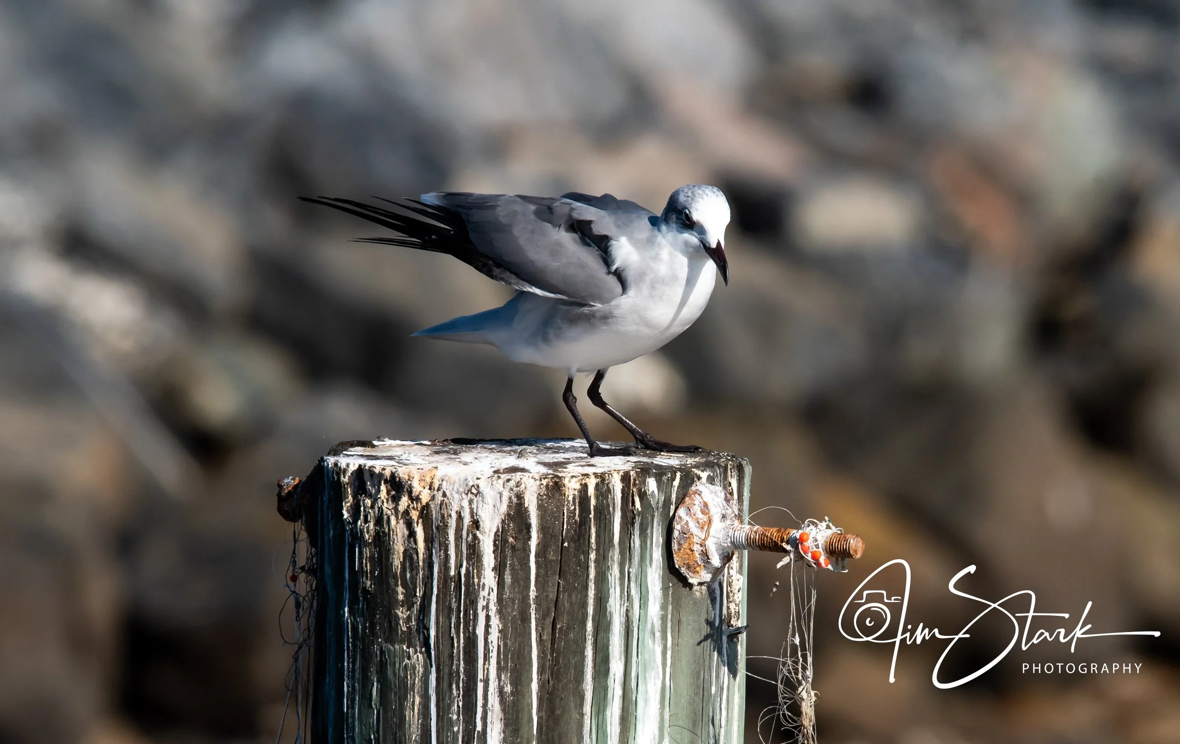 Preening
