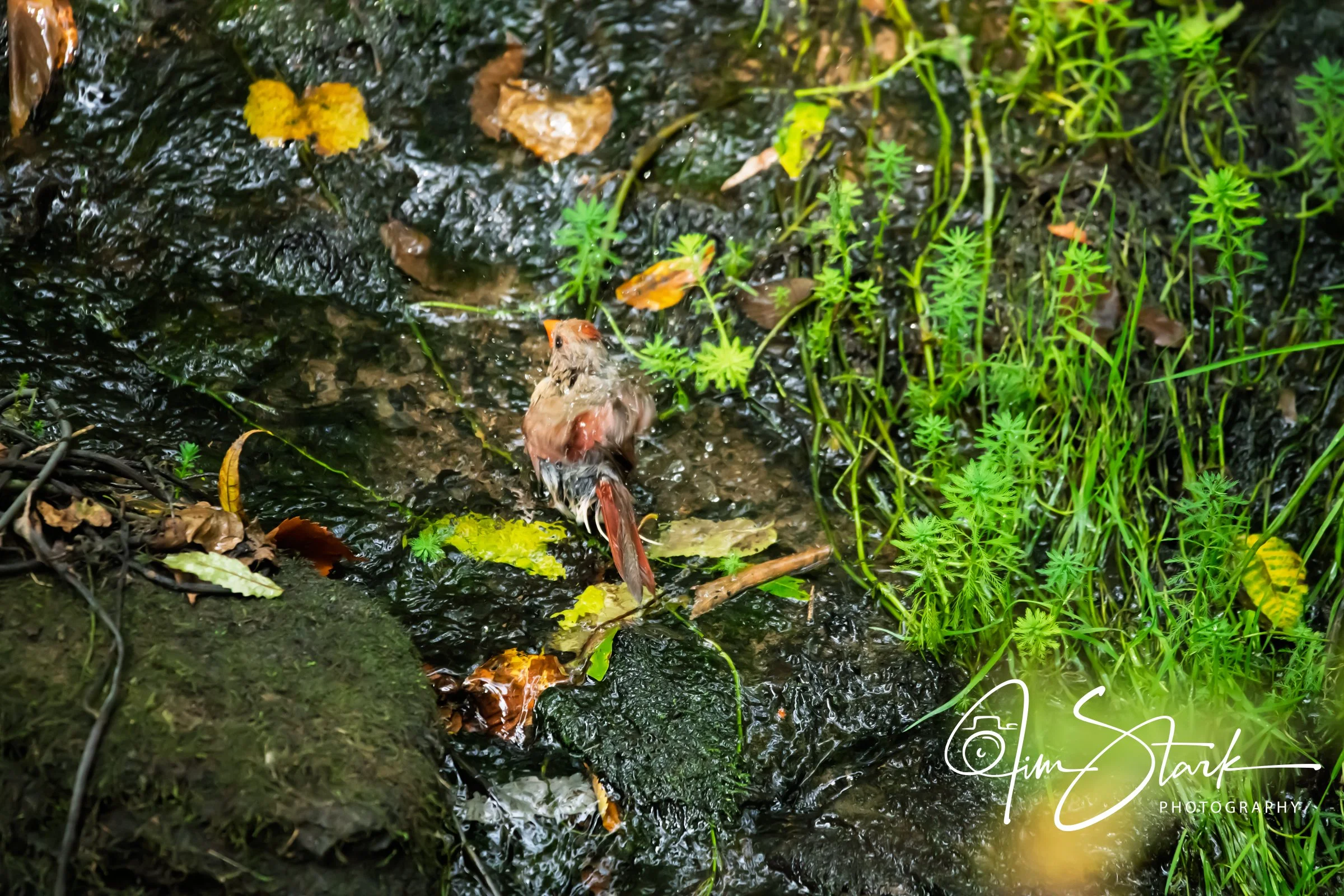 DSC_4554.jpg