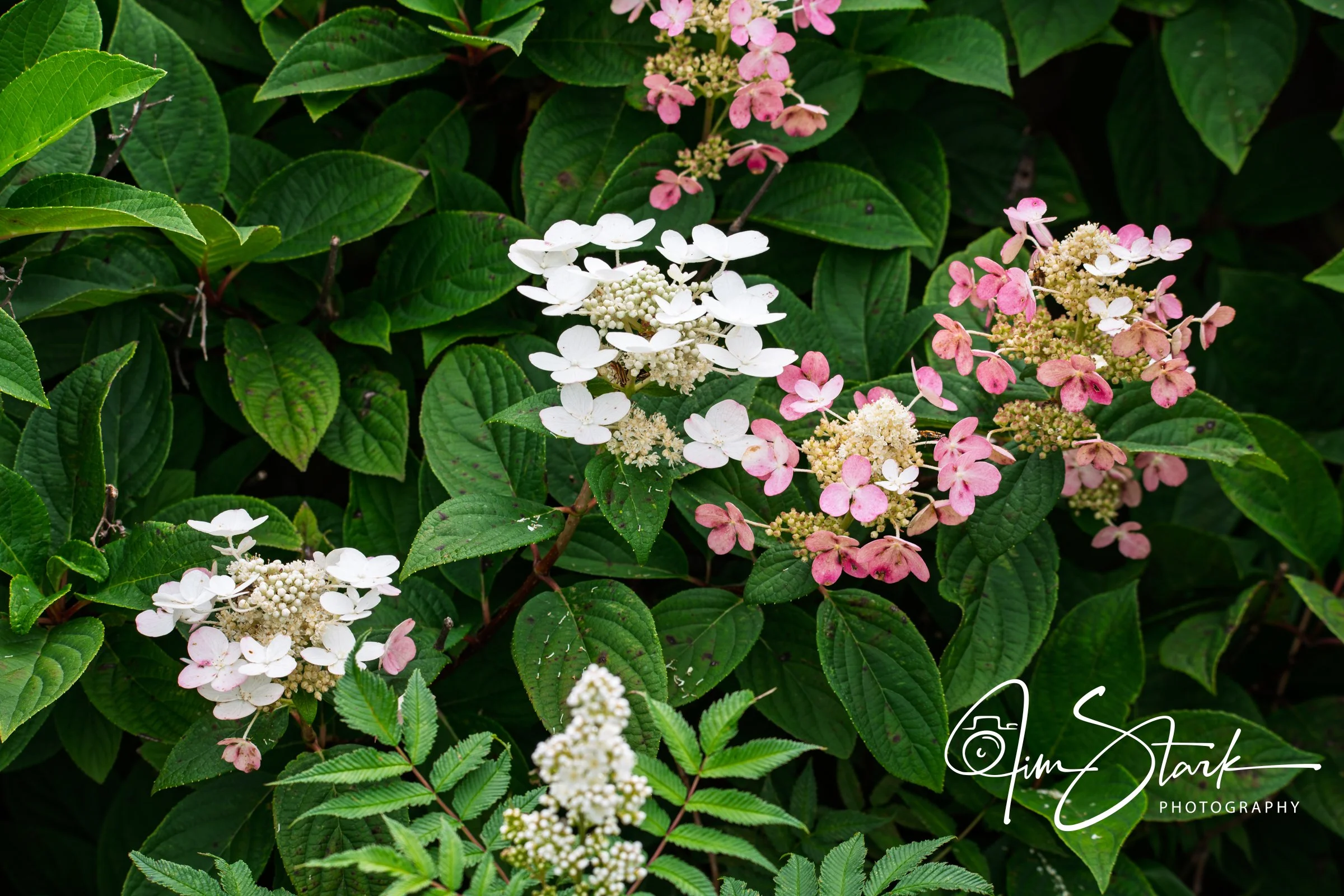 DSC_3283.jpg
