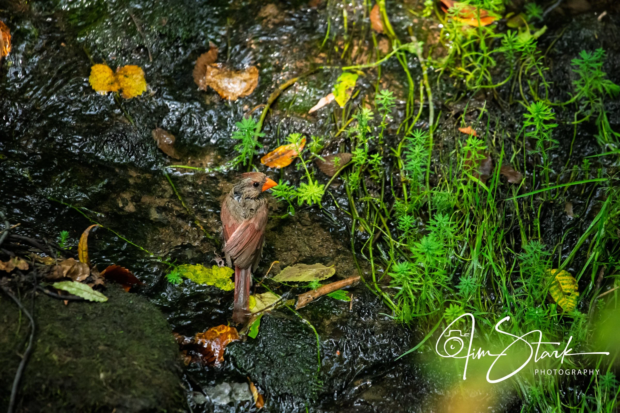DSC_4567.jpg