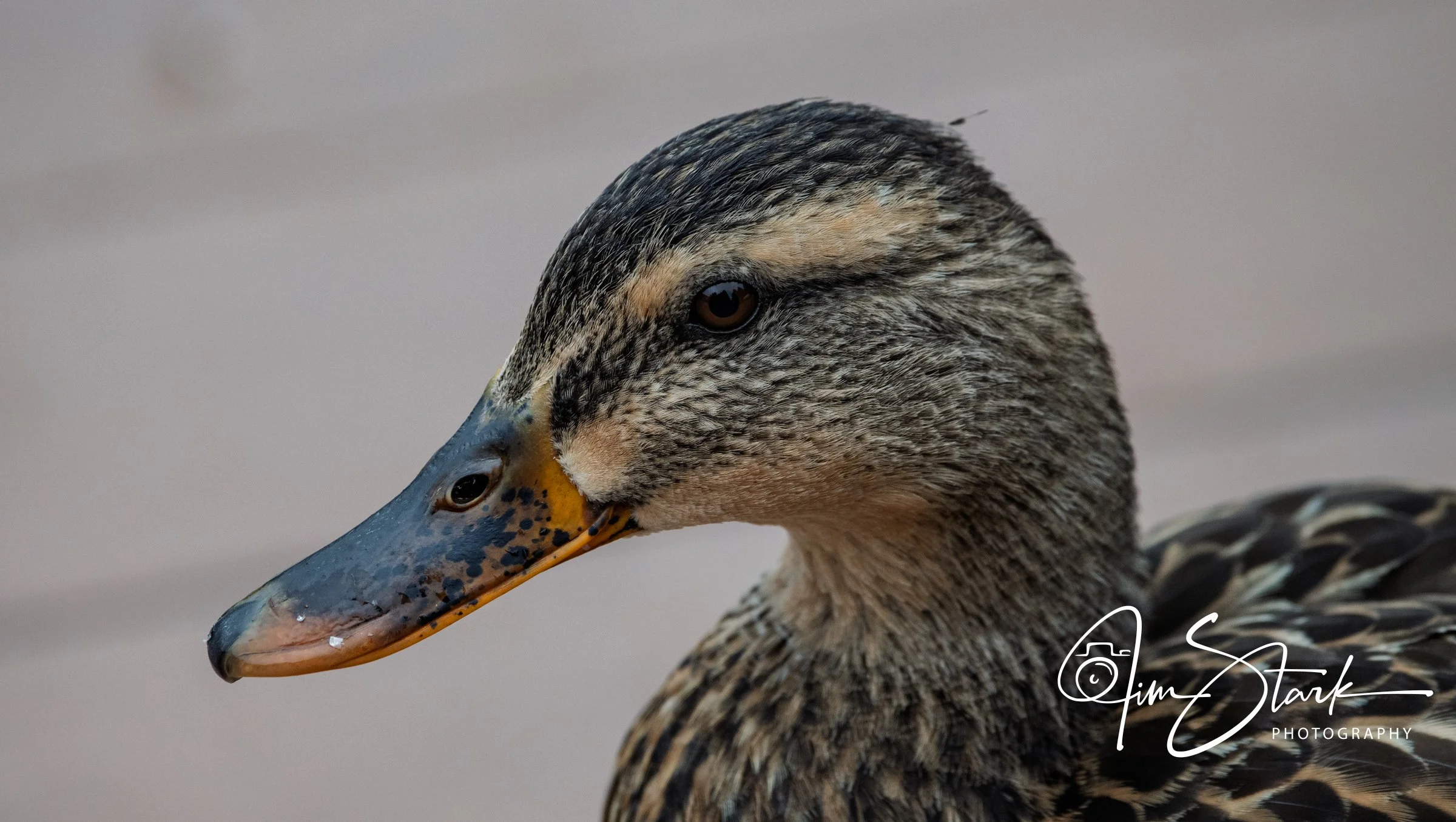 DSC_3591.jpg