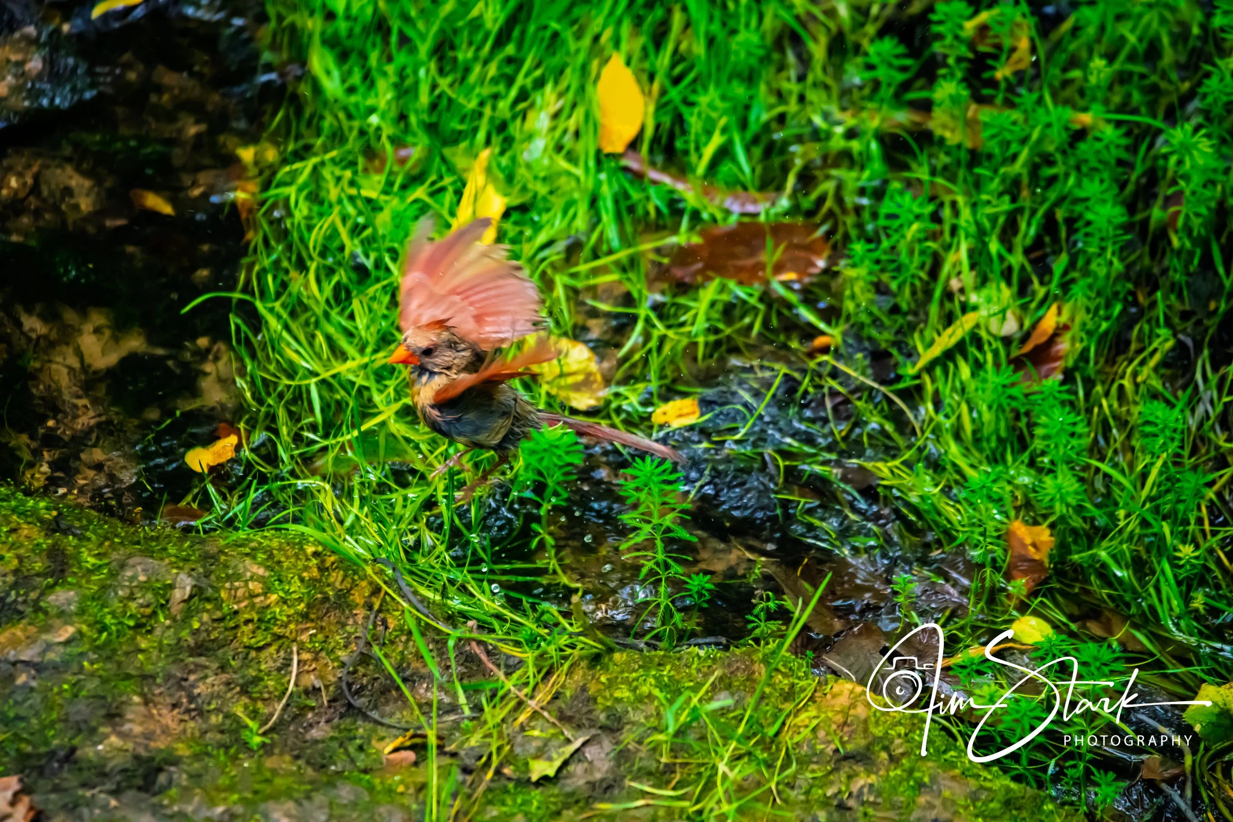 DSC_4492.jpg