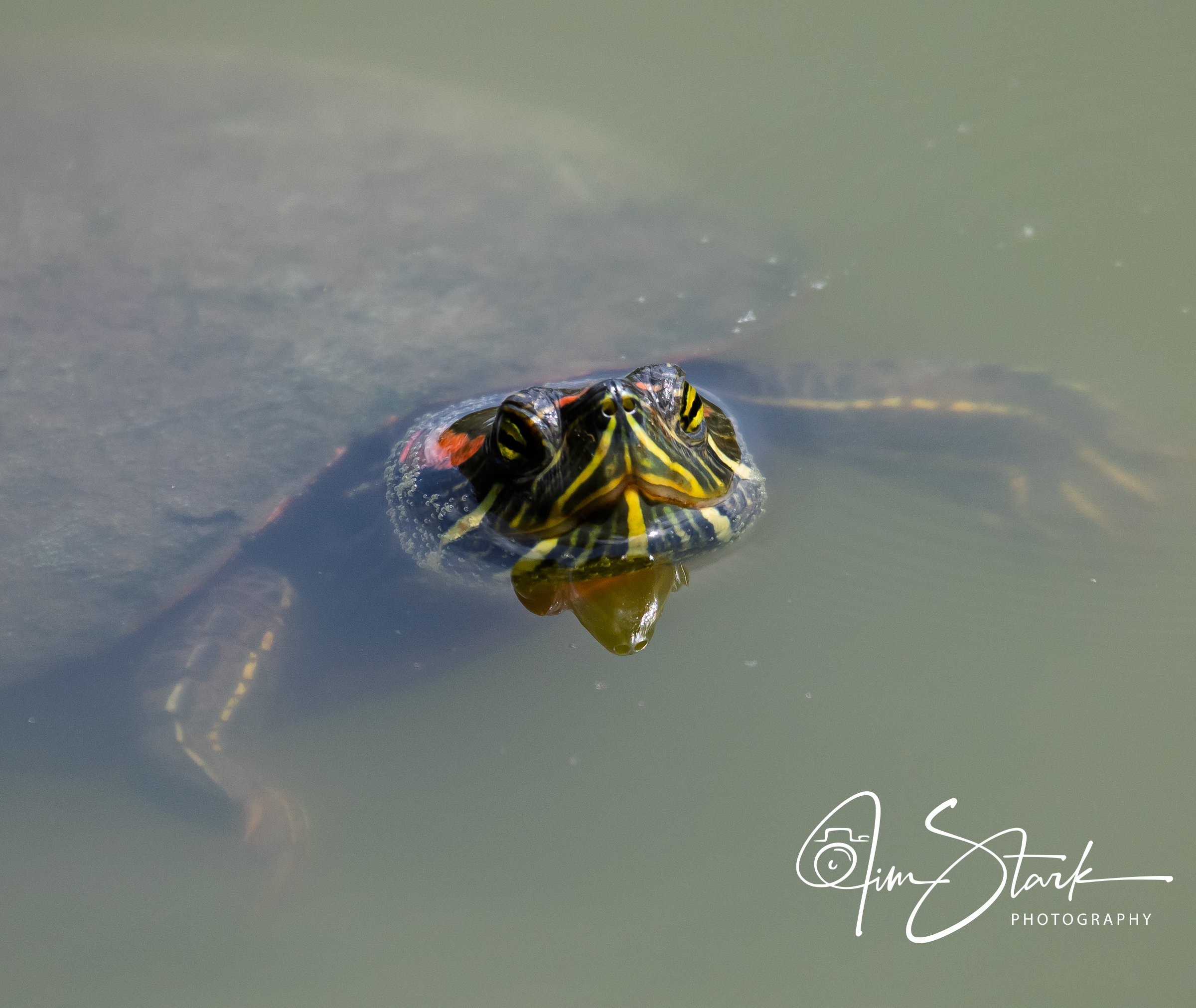 DSC_4296-2.jpg