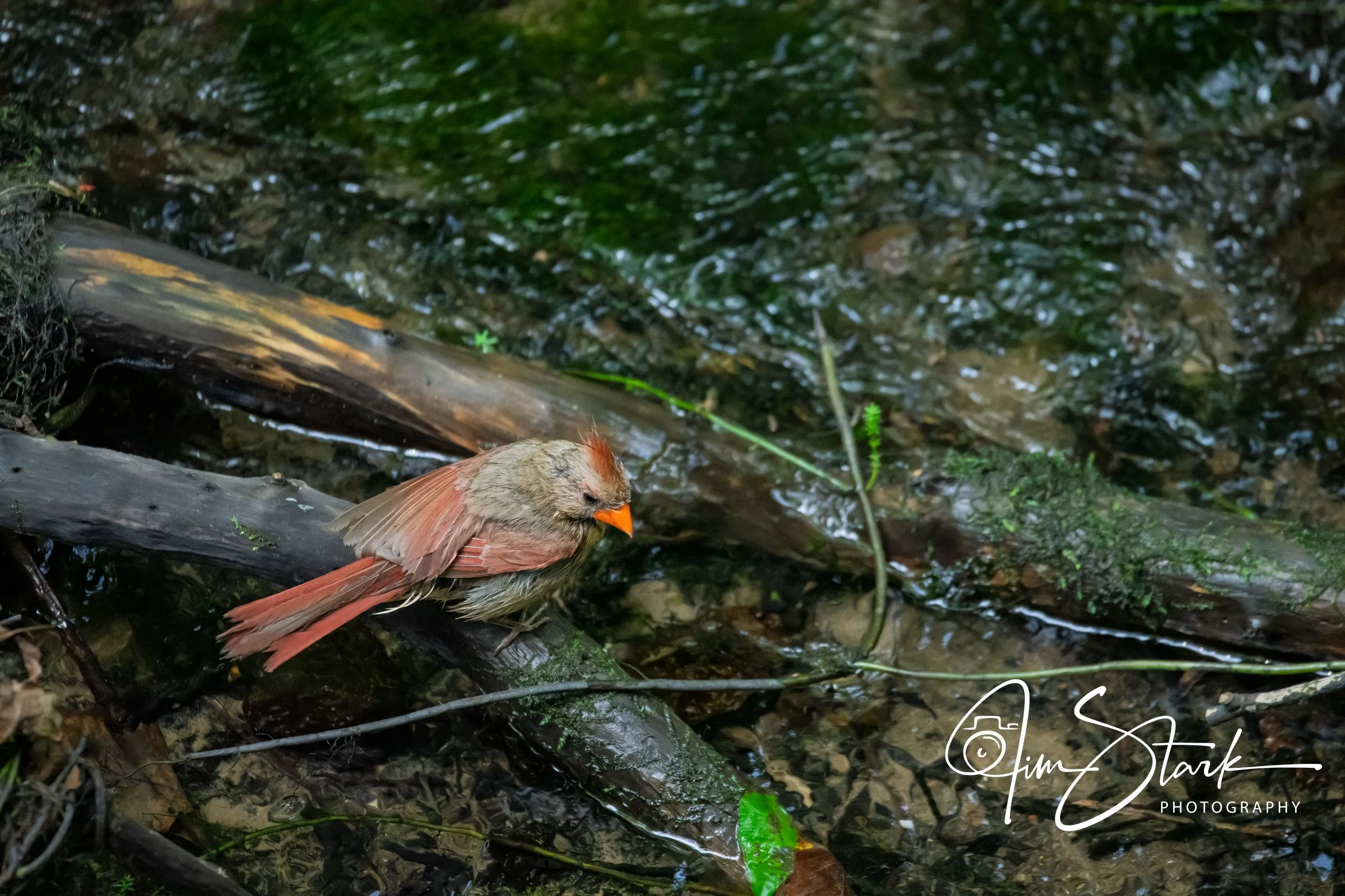 DSC_4514.jpg