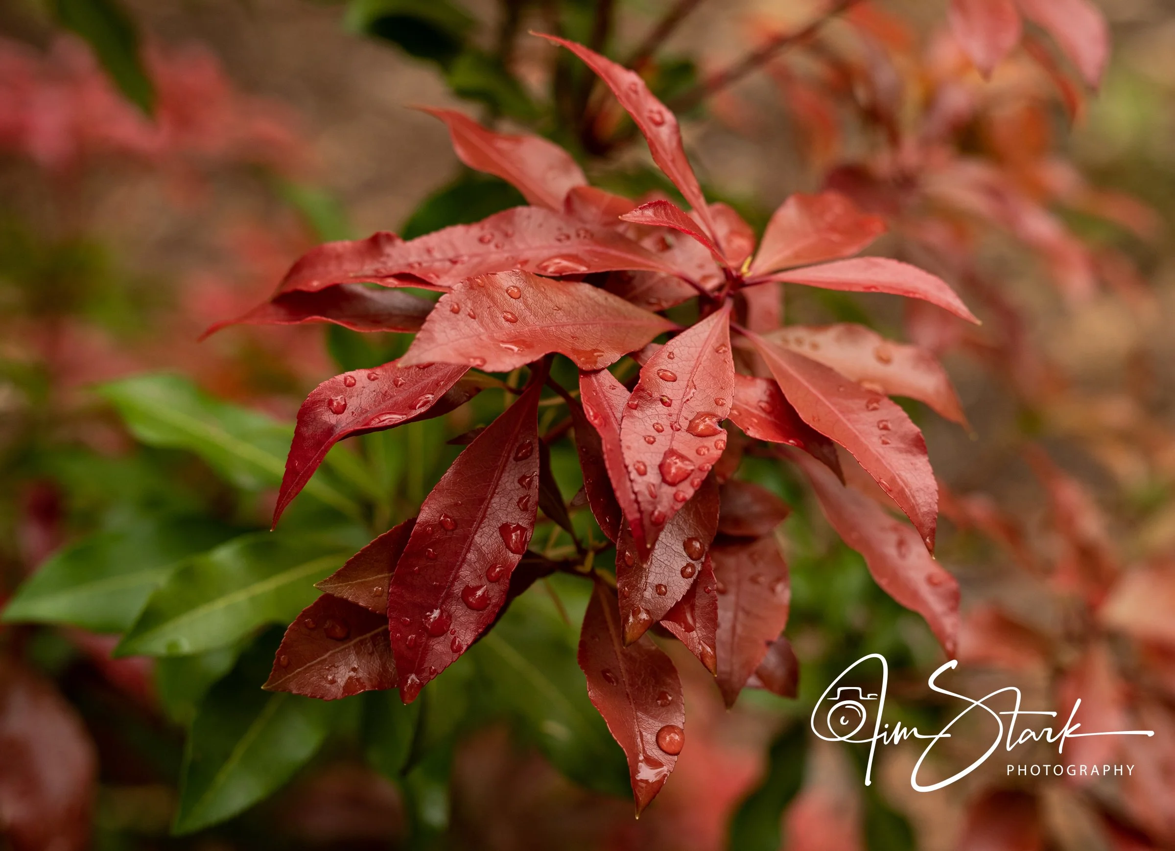 Pink tree-104.jpg