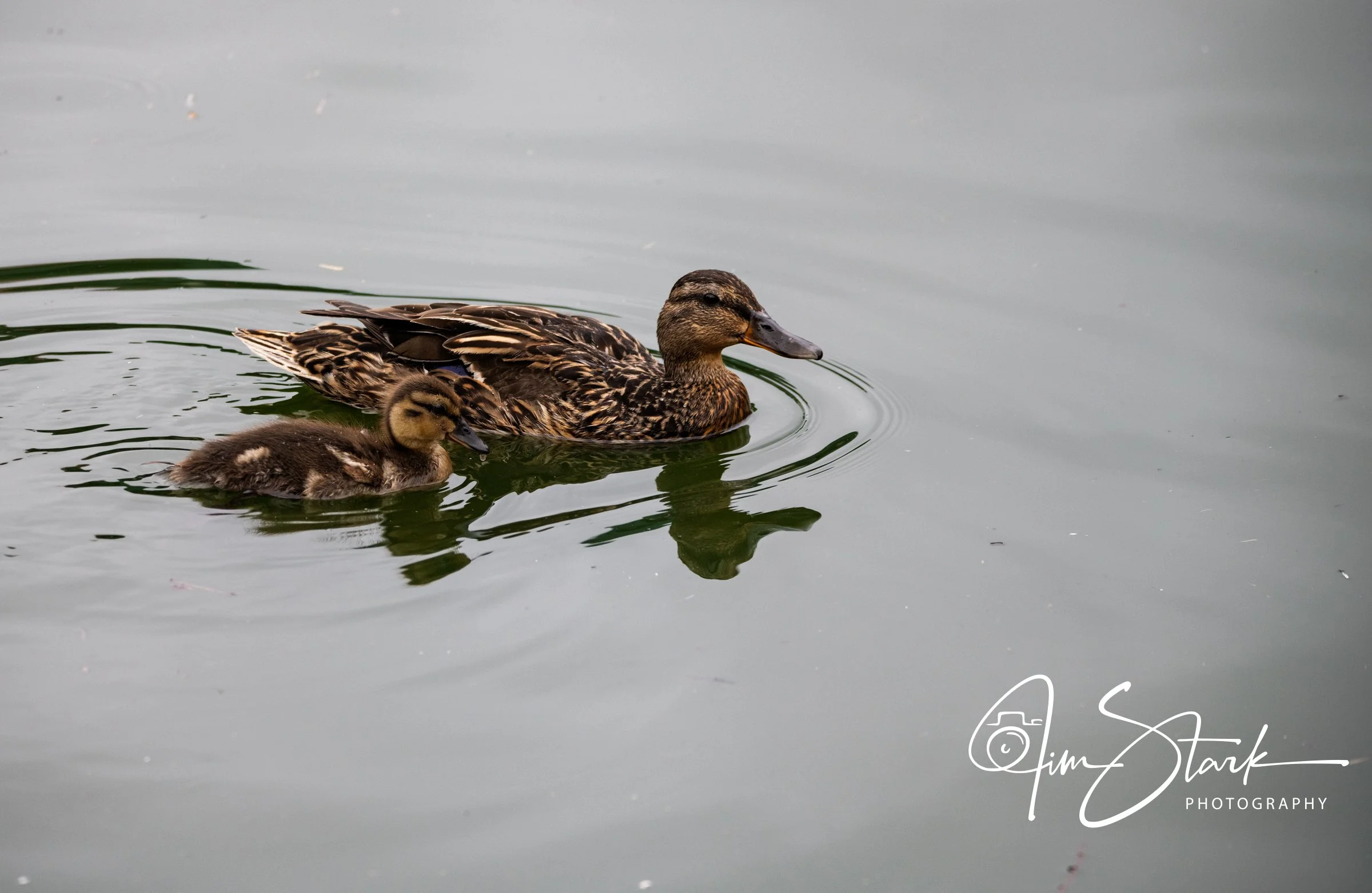 DSC_3606.jpg