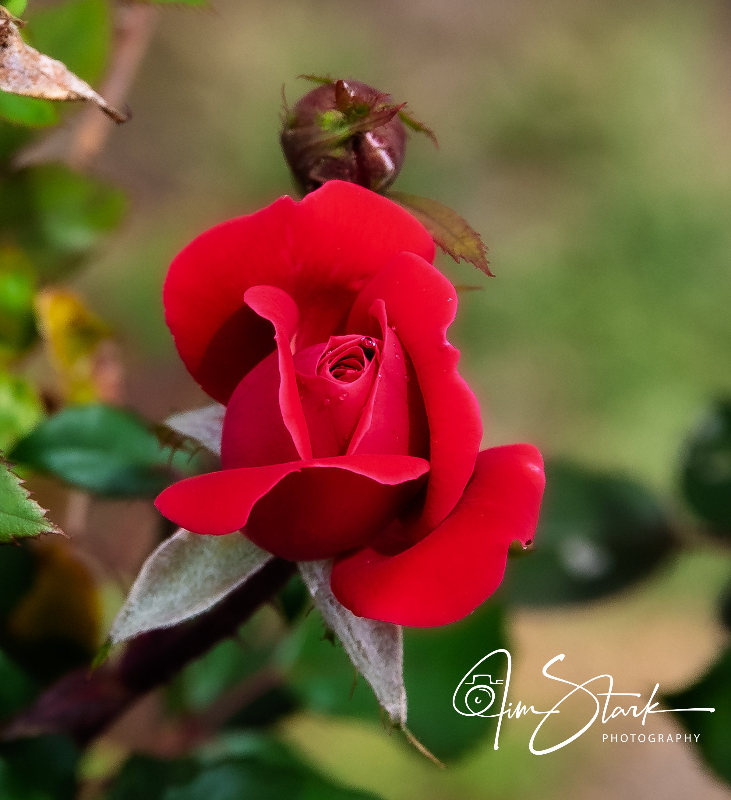 The beautiful rose!