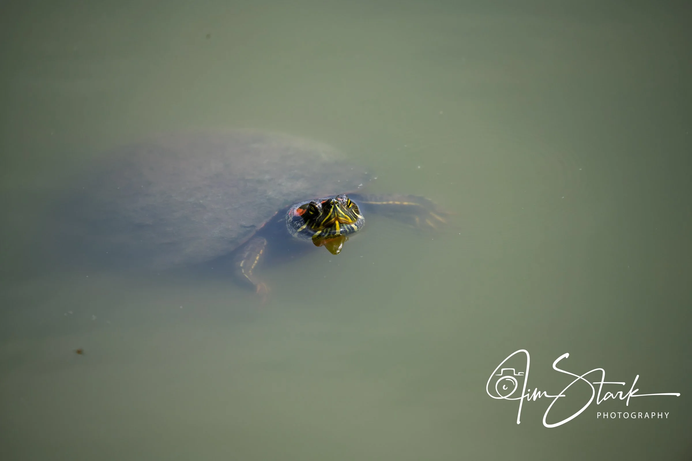 DSC_4296.jpg