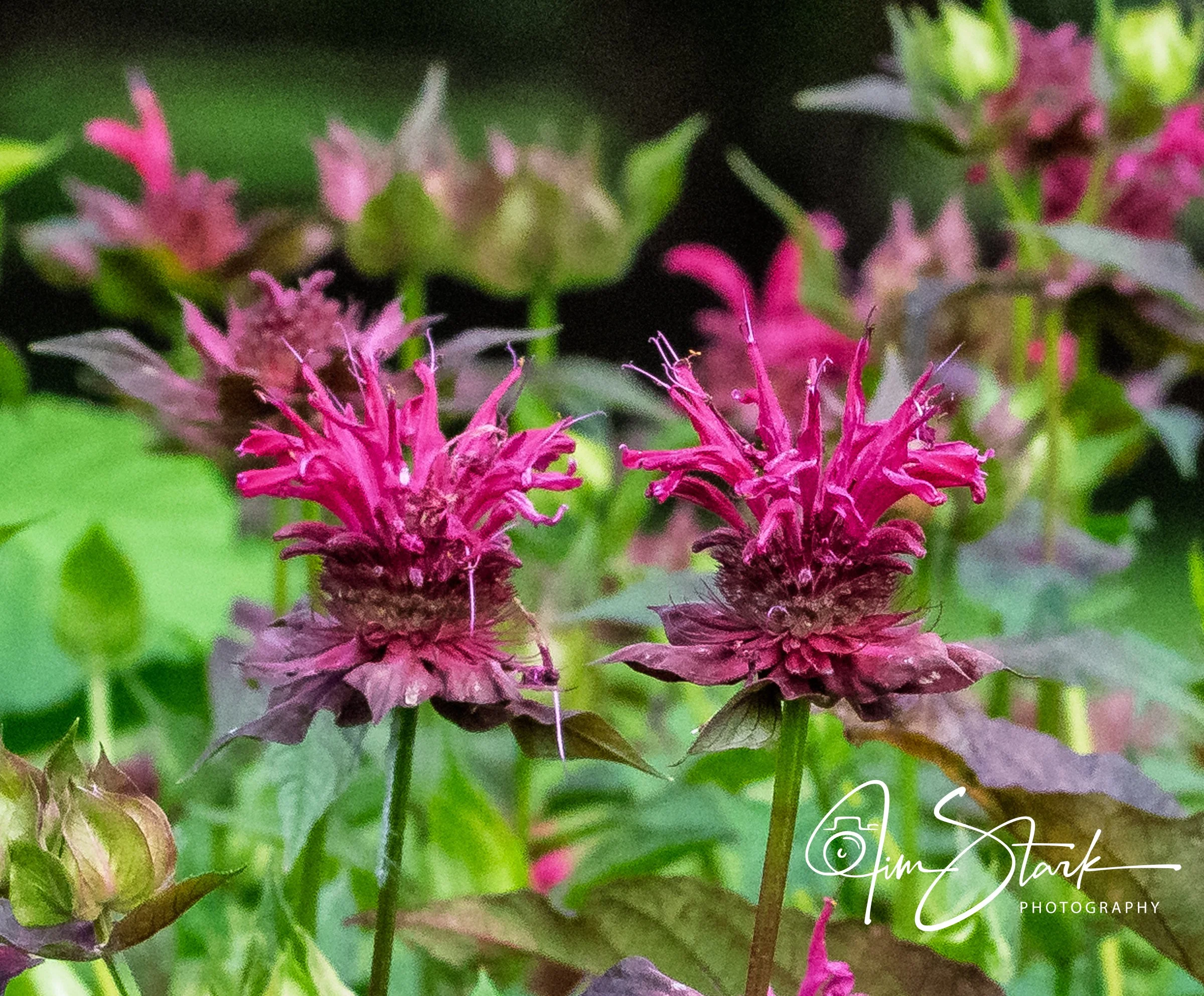 DSC_3366.jpg