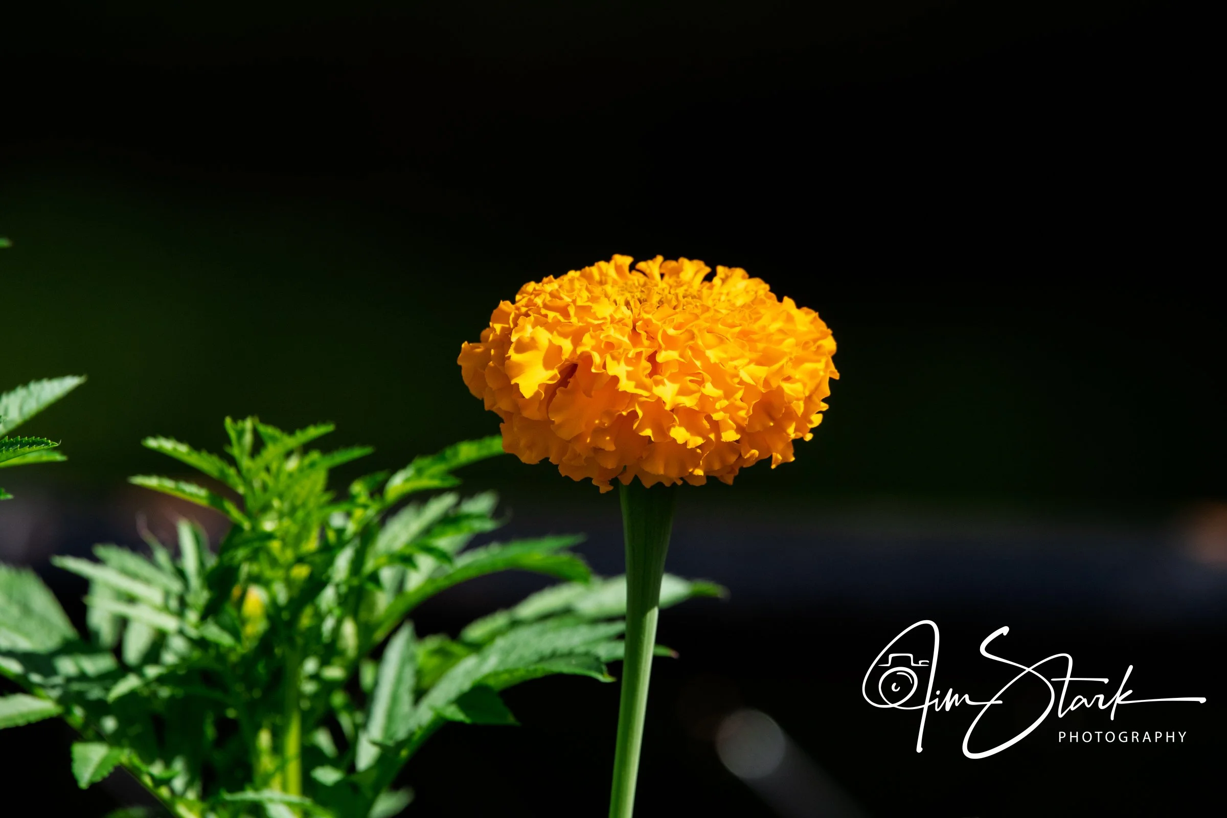 DSC_3393.jpg