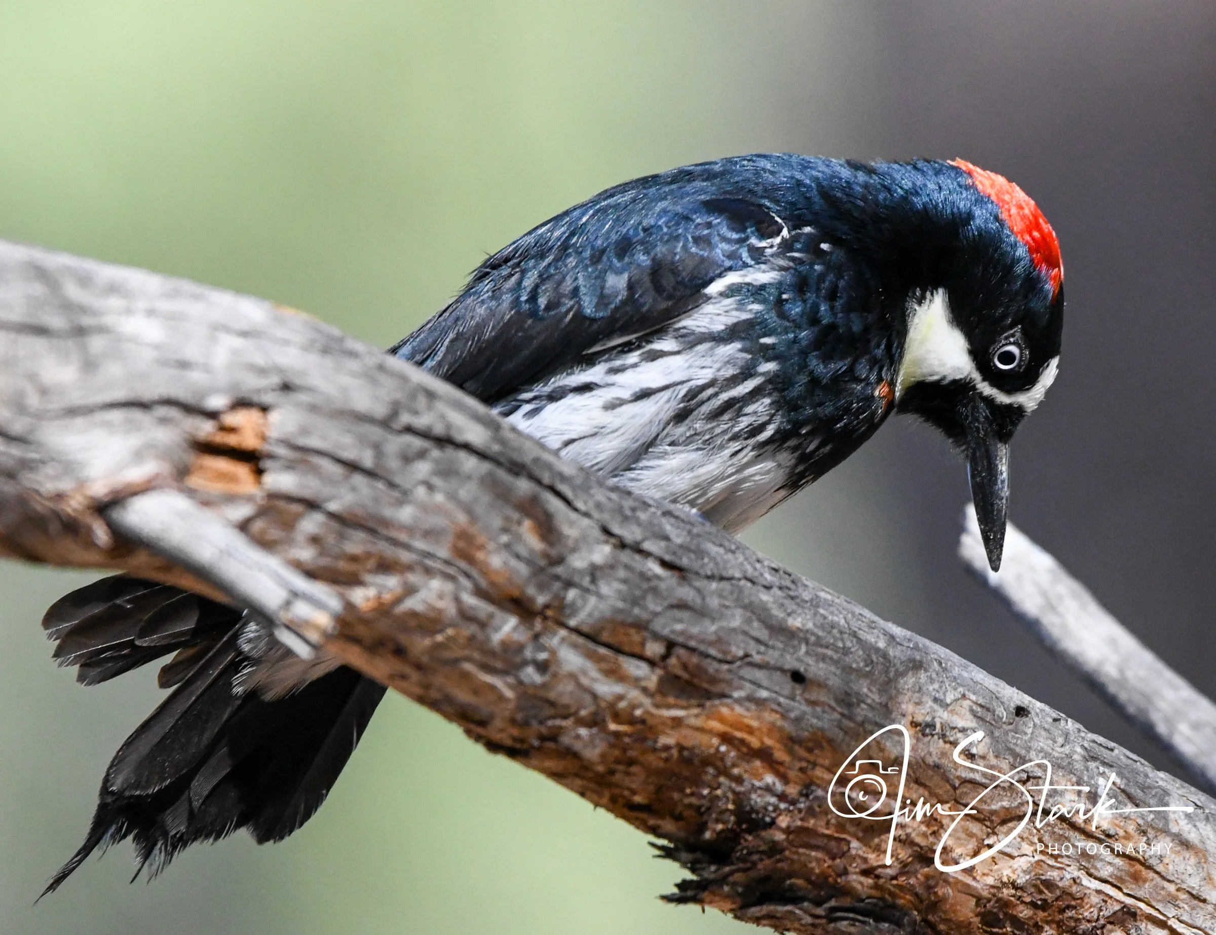 Acorn Woodpecker