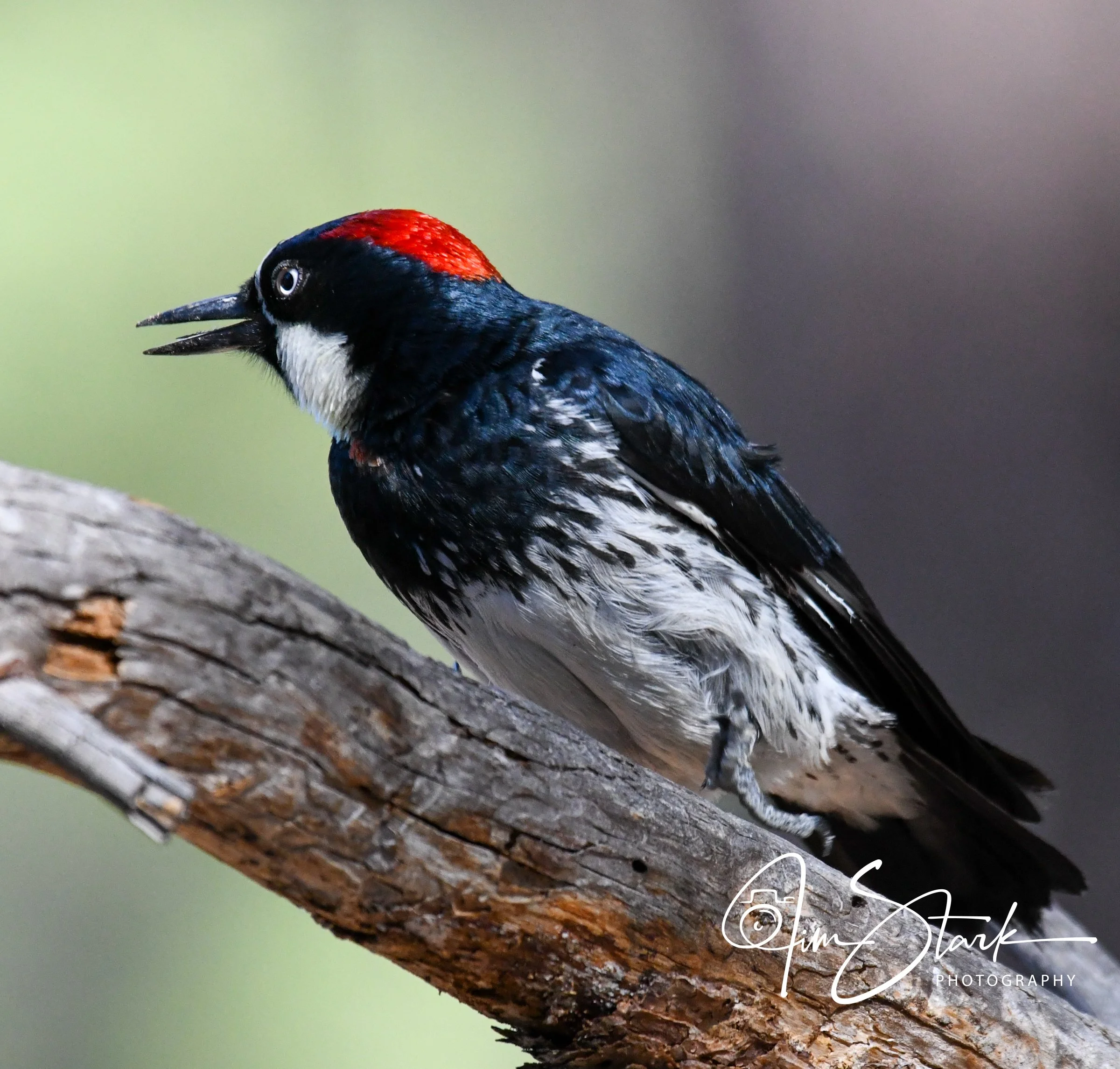 Woodpecker Chatter