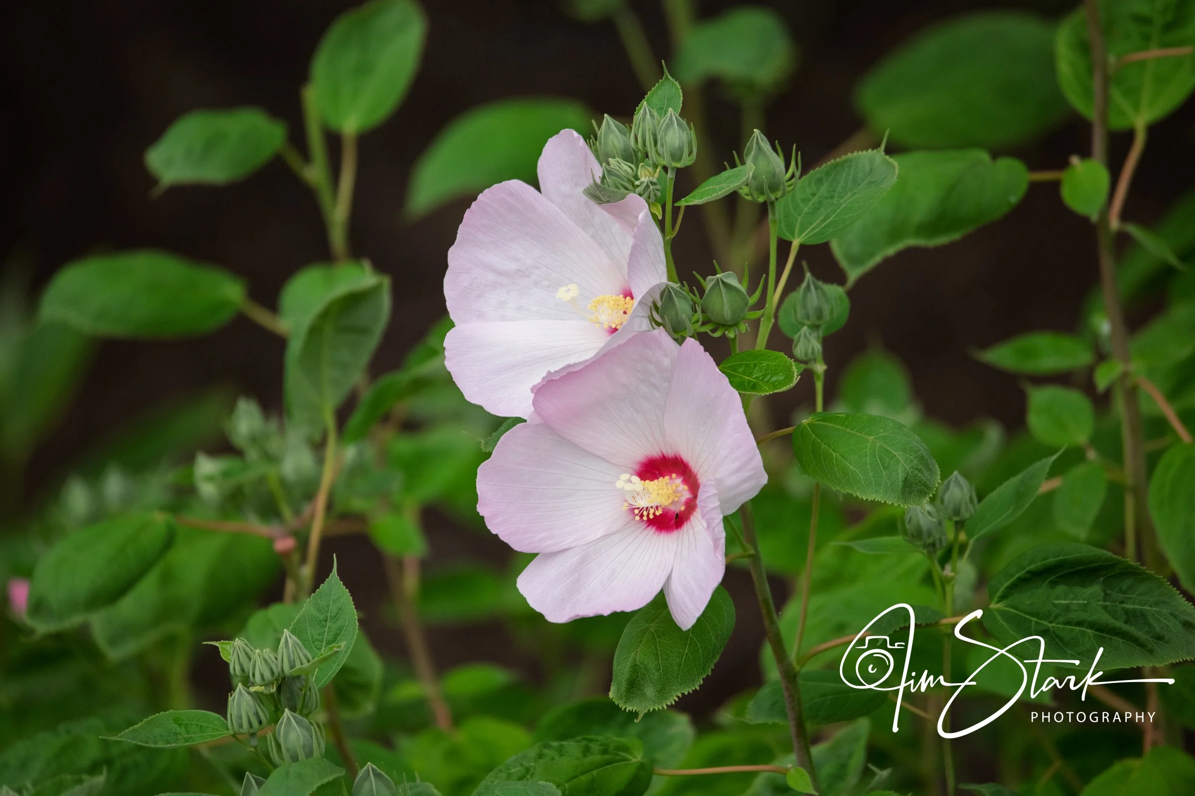 DSC_3638.jpg