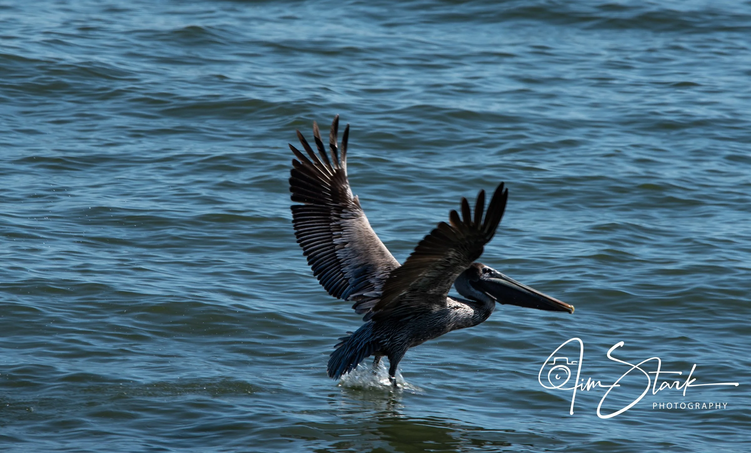 Tybee (115 of 22).jpg