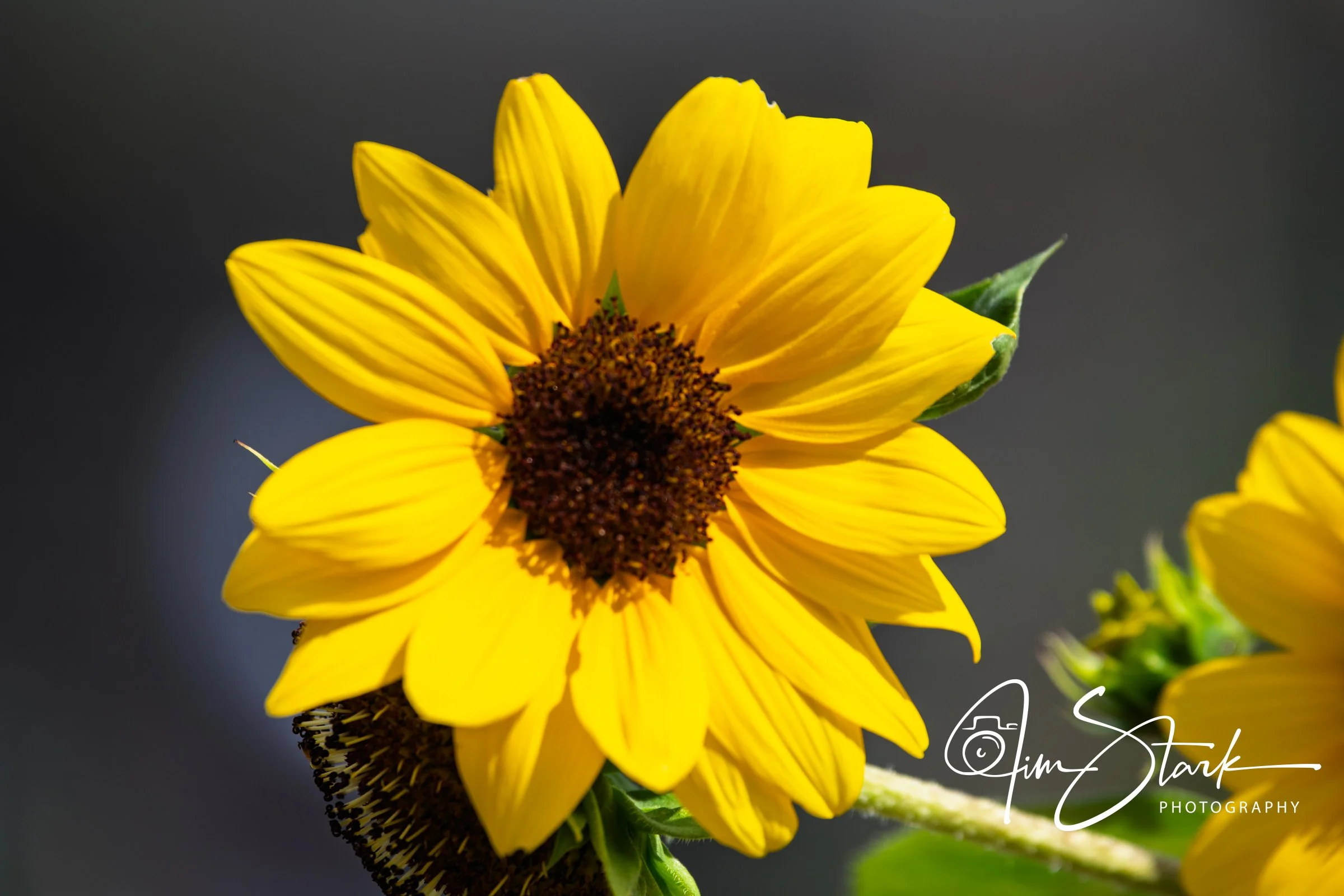 DSC_3471.jpg