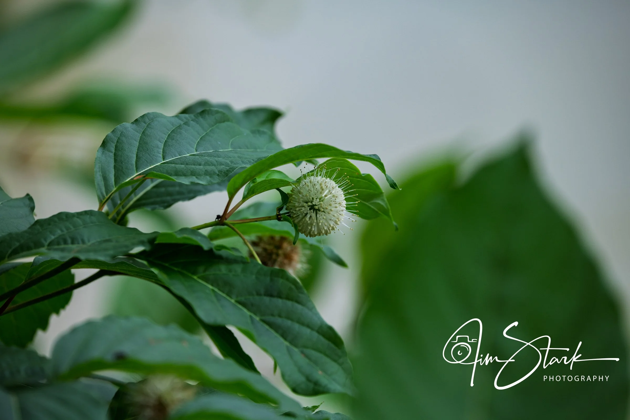 DSC_4319.jpg
