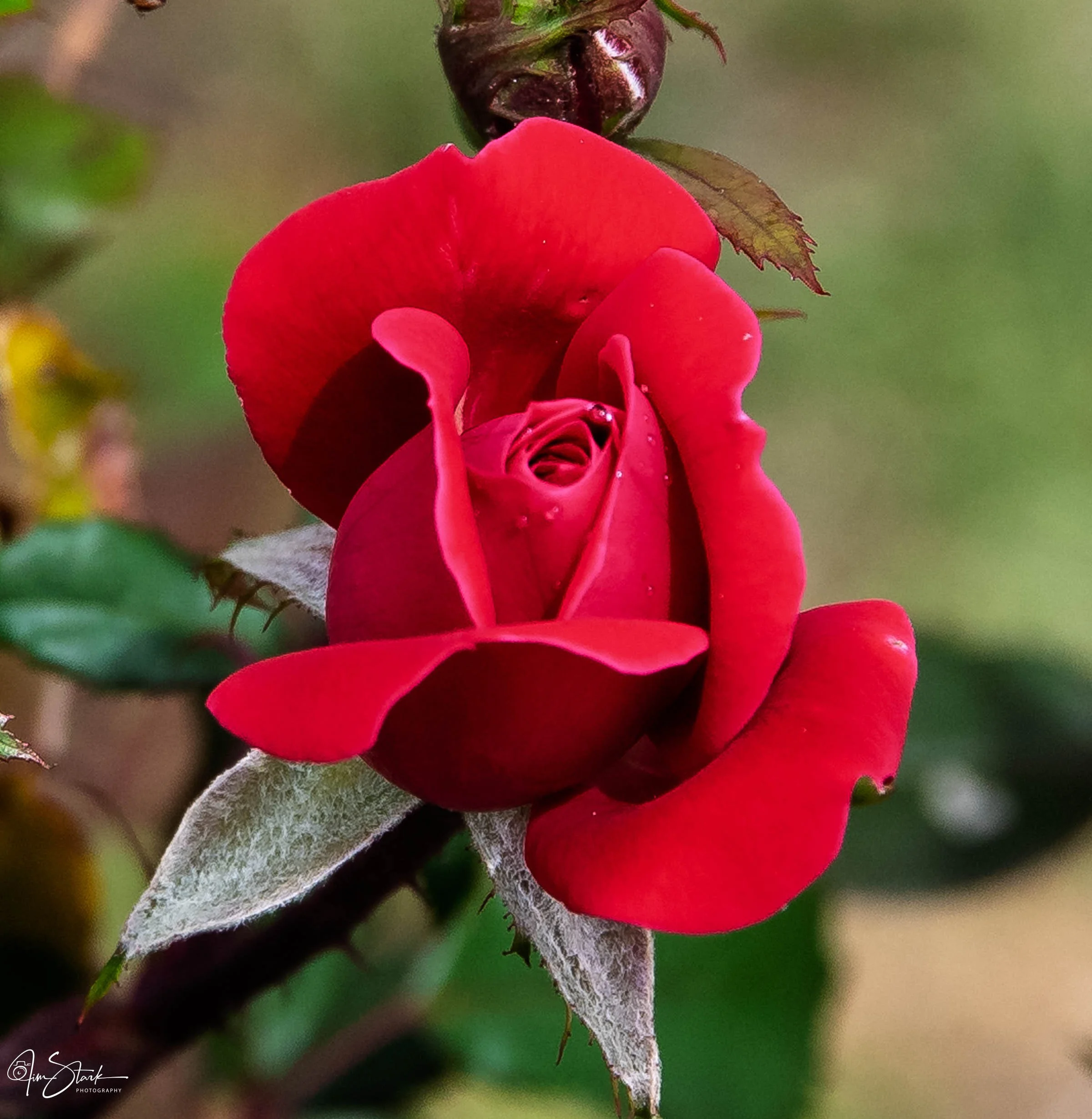 DSC_2486.jpg