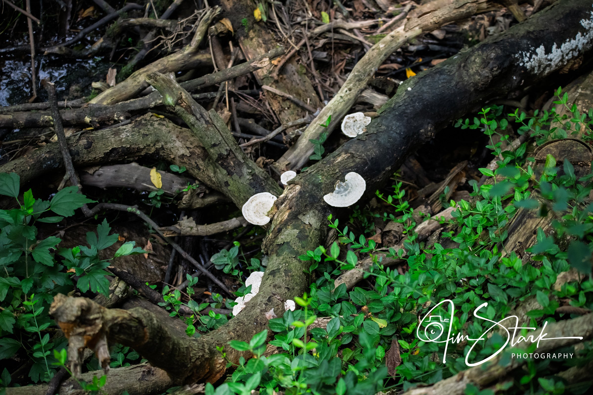 DSC_4411.jpg