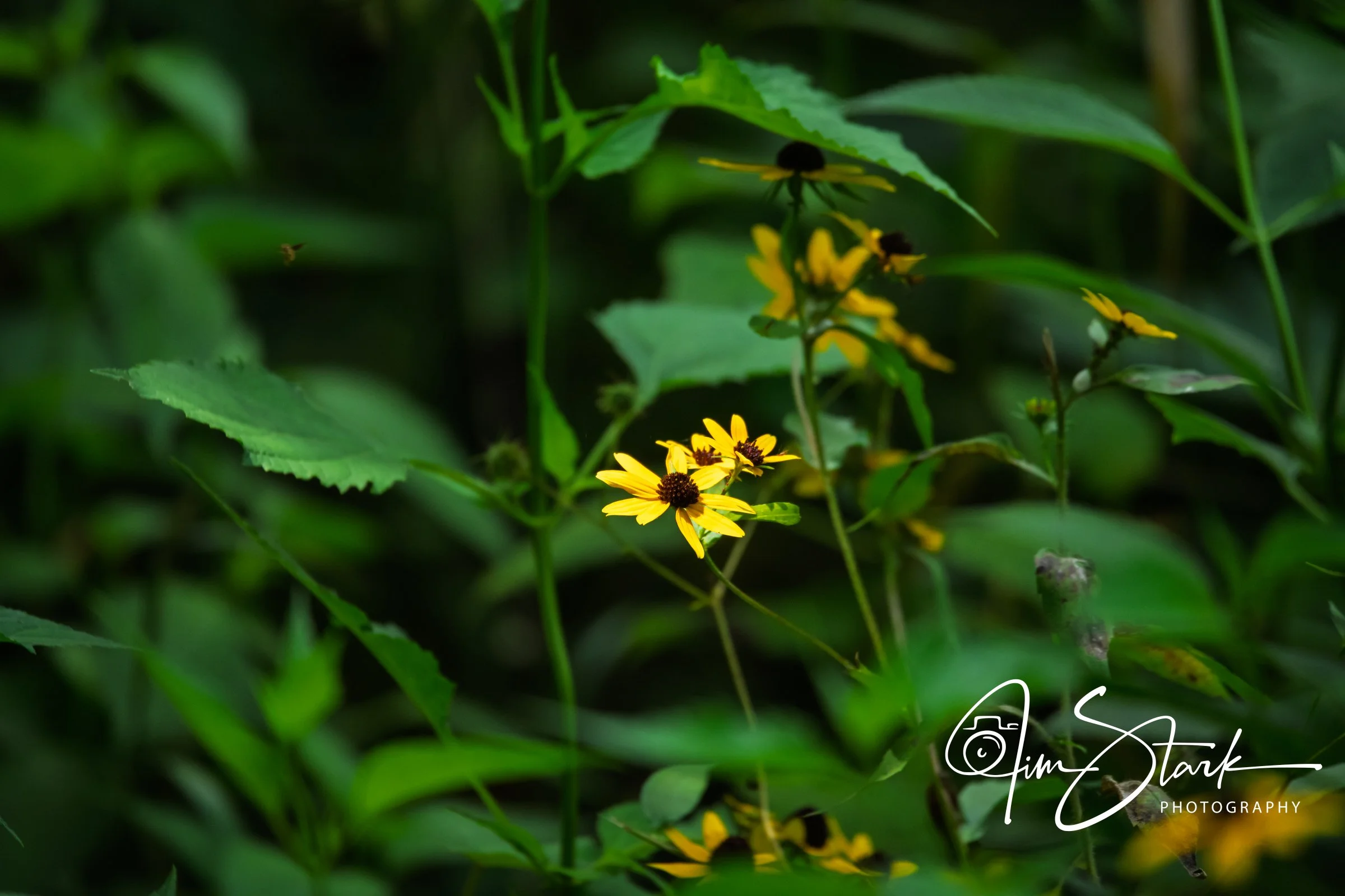 DSC_4368.jpg