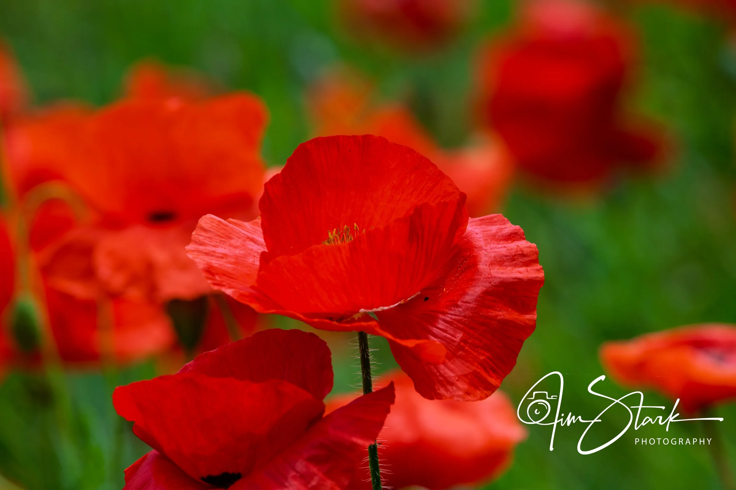DSC_2950.jpg