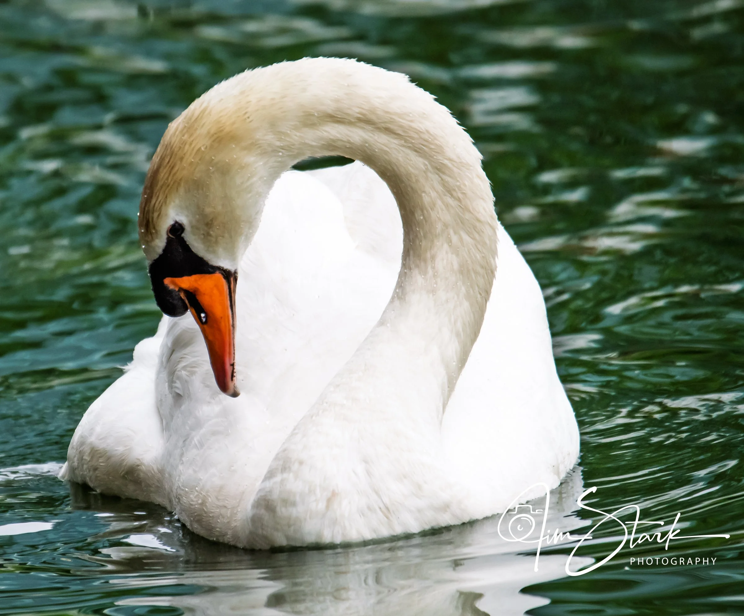 DSC_3731.jpg