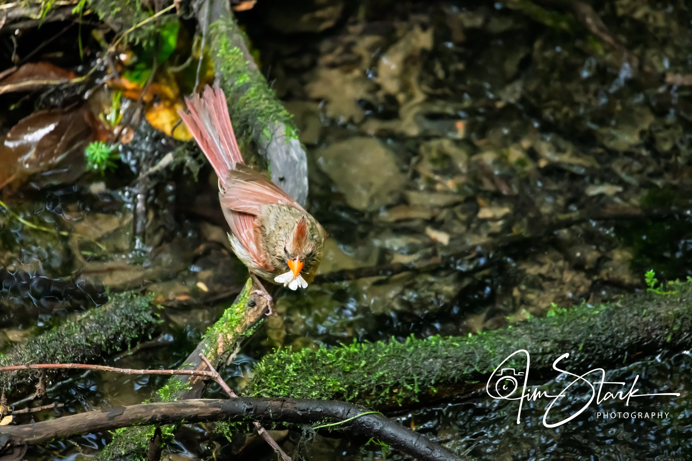 DSC_4525.jpg