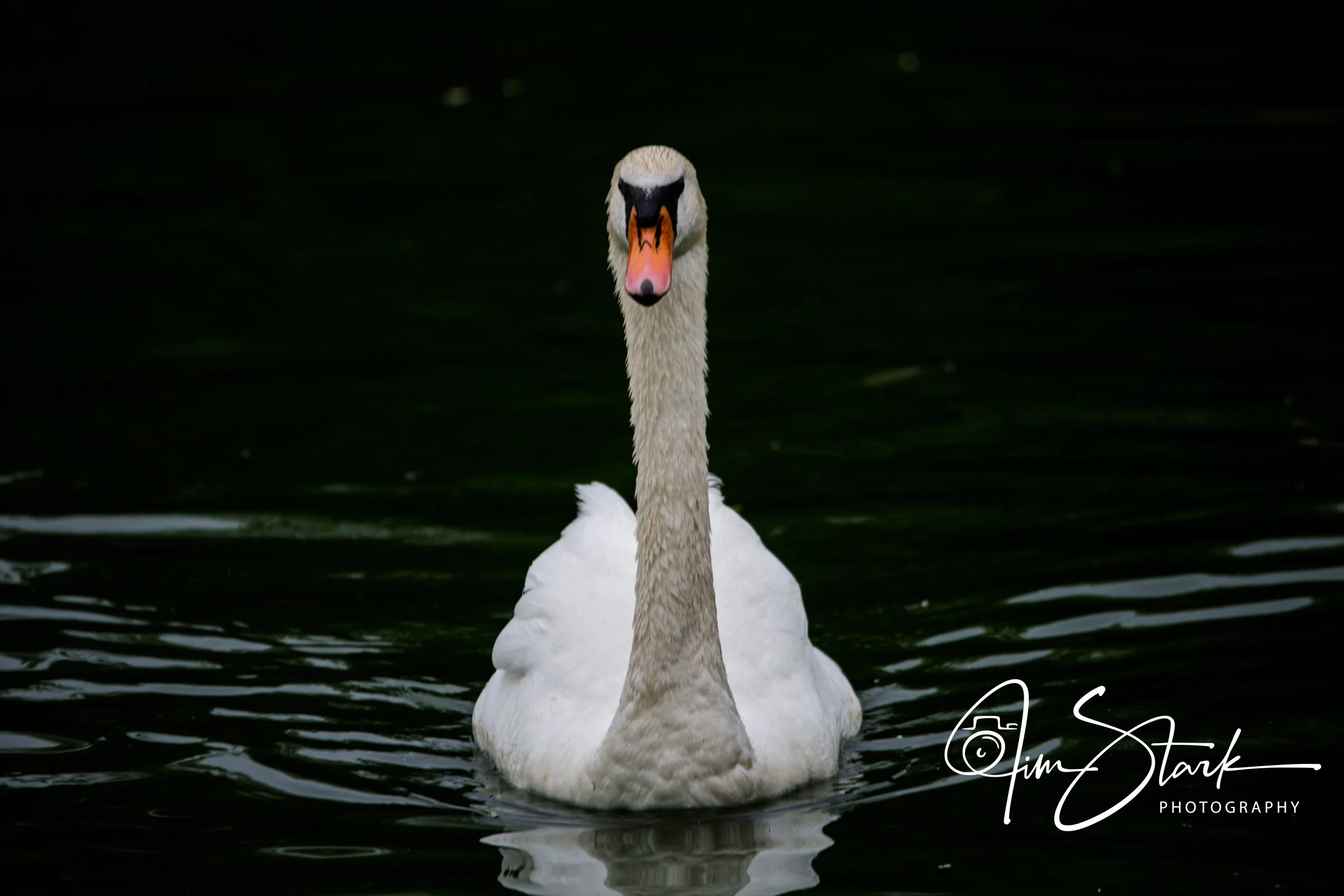 DSC_3701.jpg