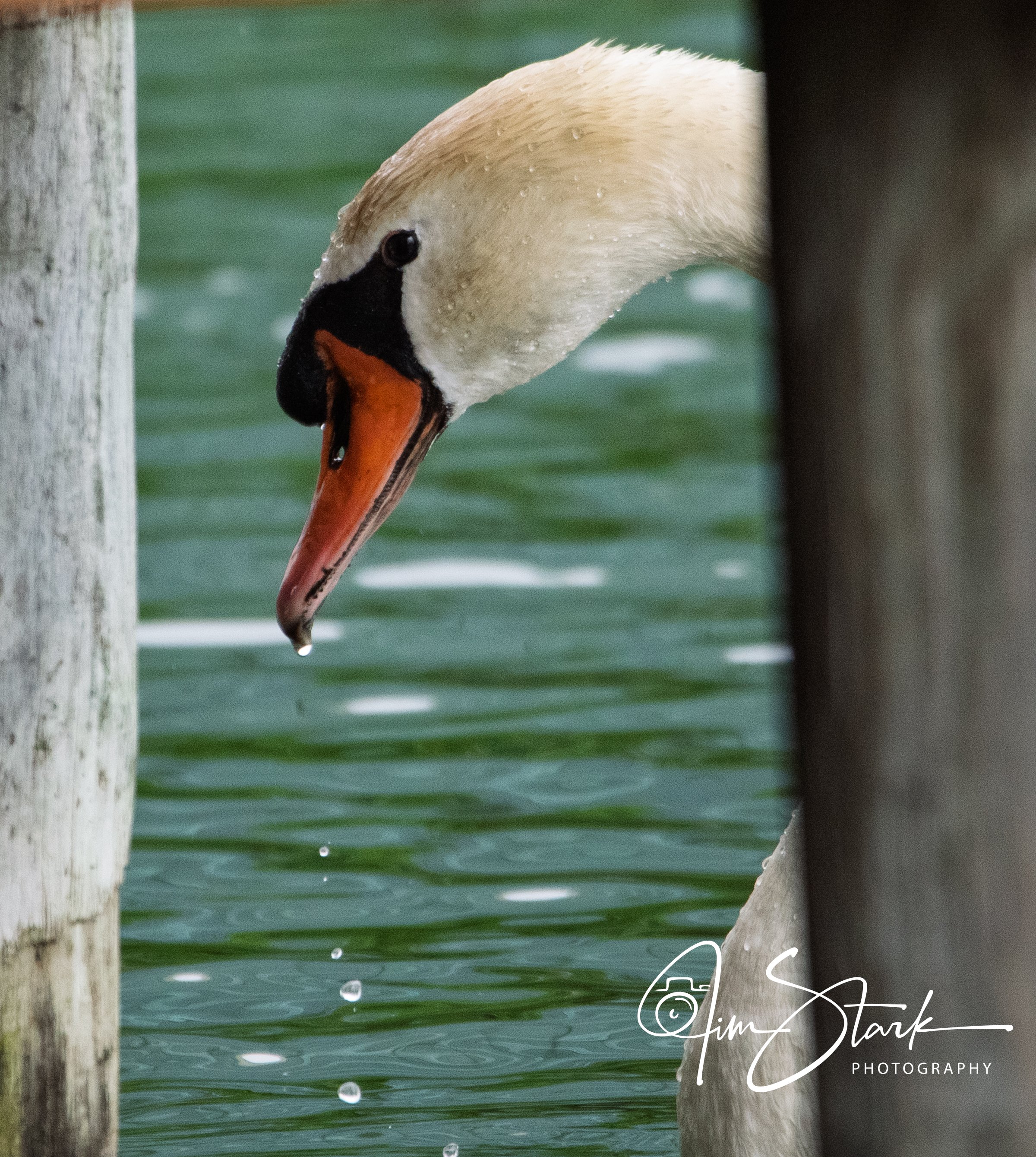 DSC_3716.jpg
