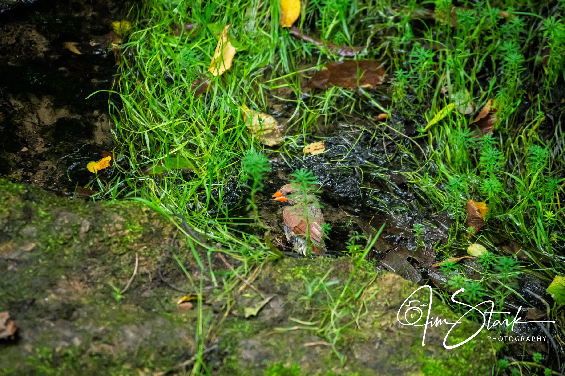 DSC_4489.jpg