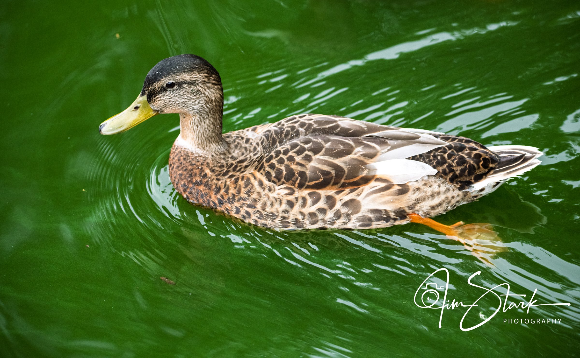 DSC_3647.jpg