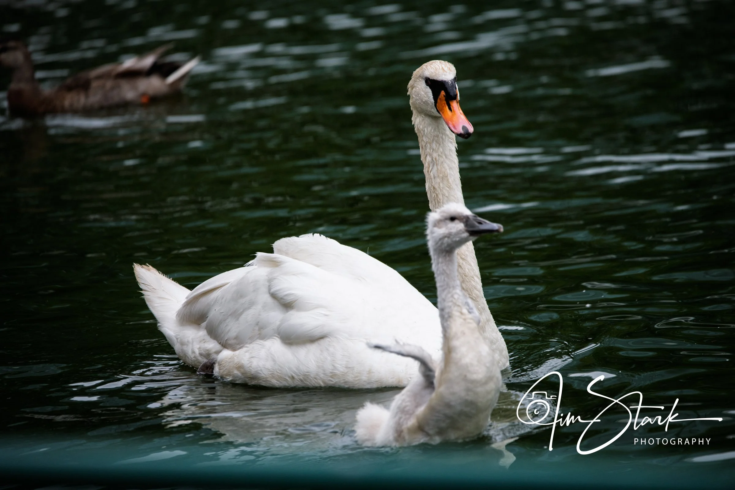 DSC_3747.jpg