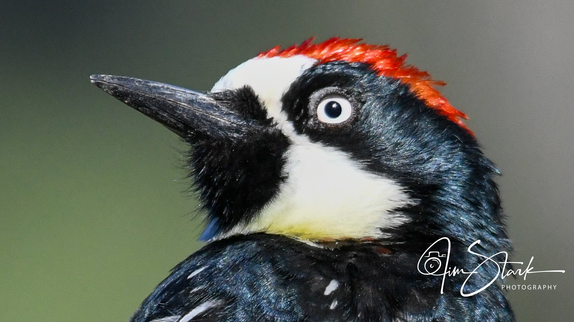 Acorn Woodpecker