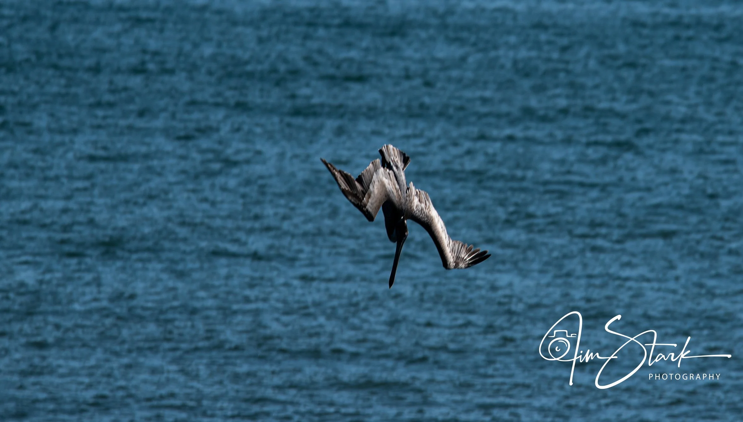 Pelican Dive