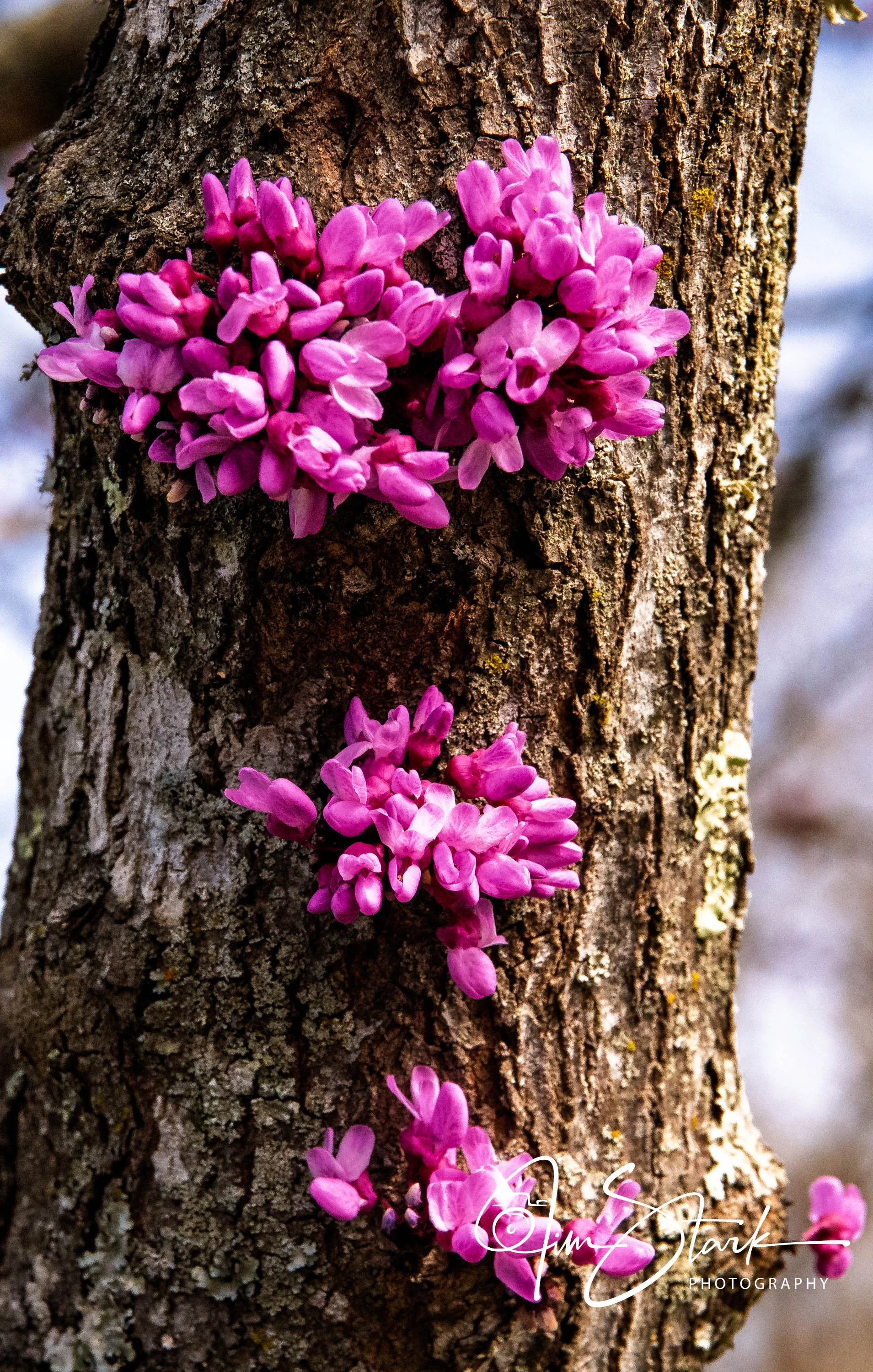 Flowers on the tree.