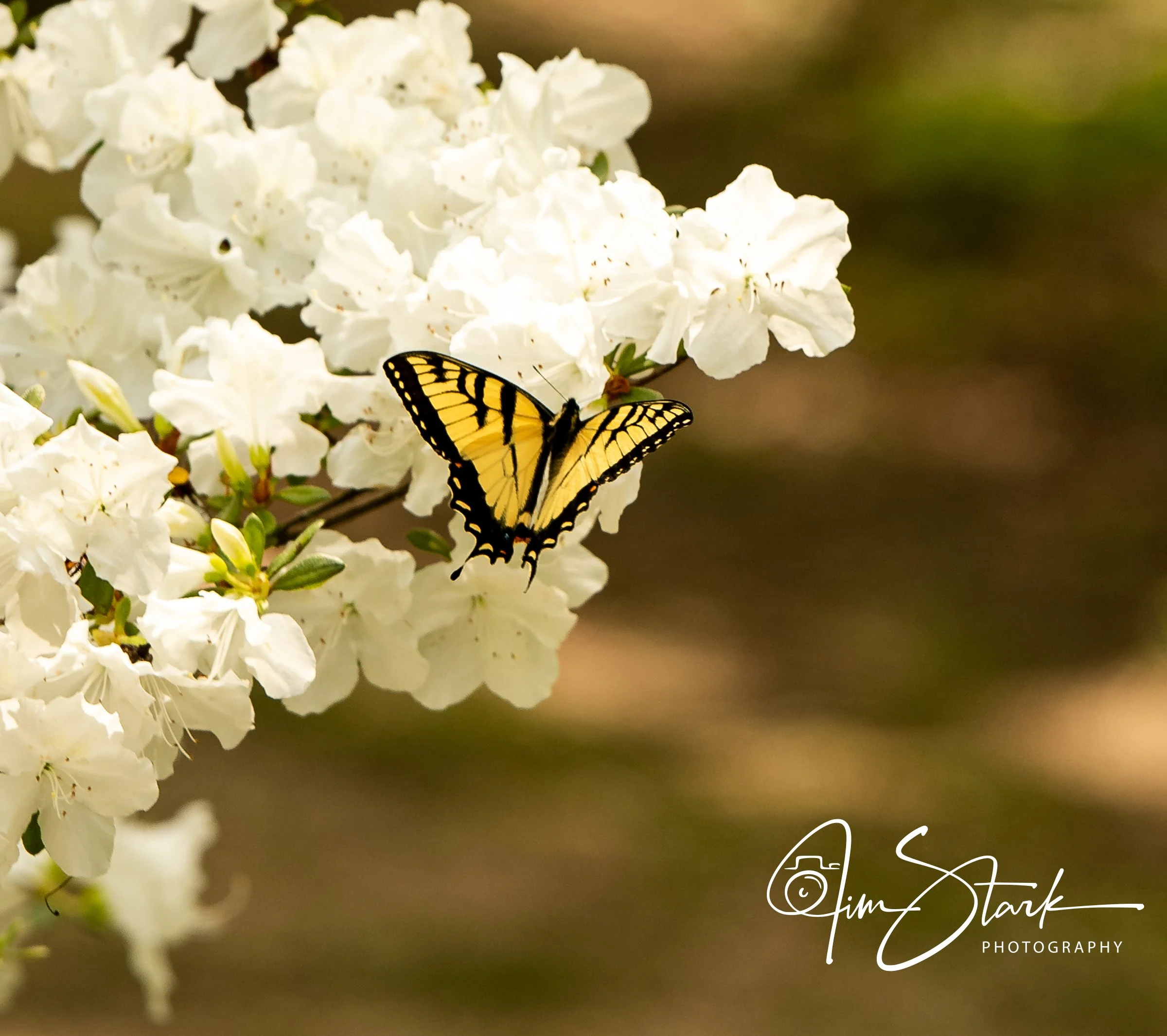 The graceful butterfly