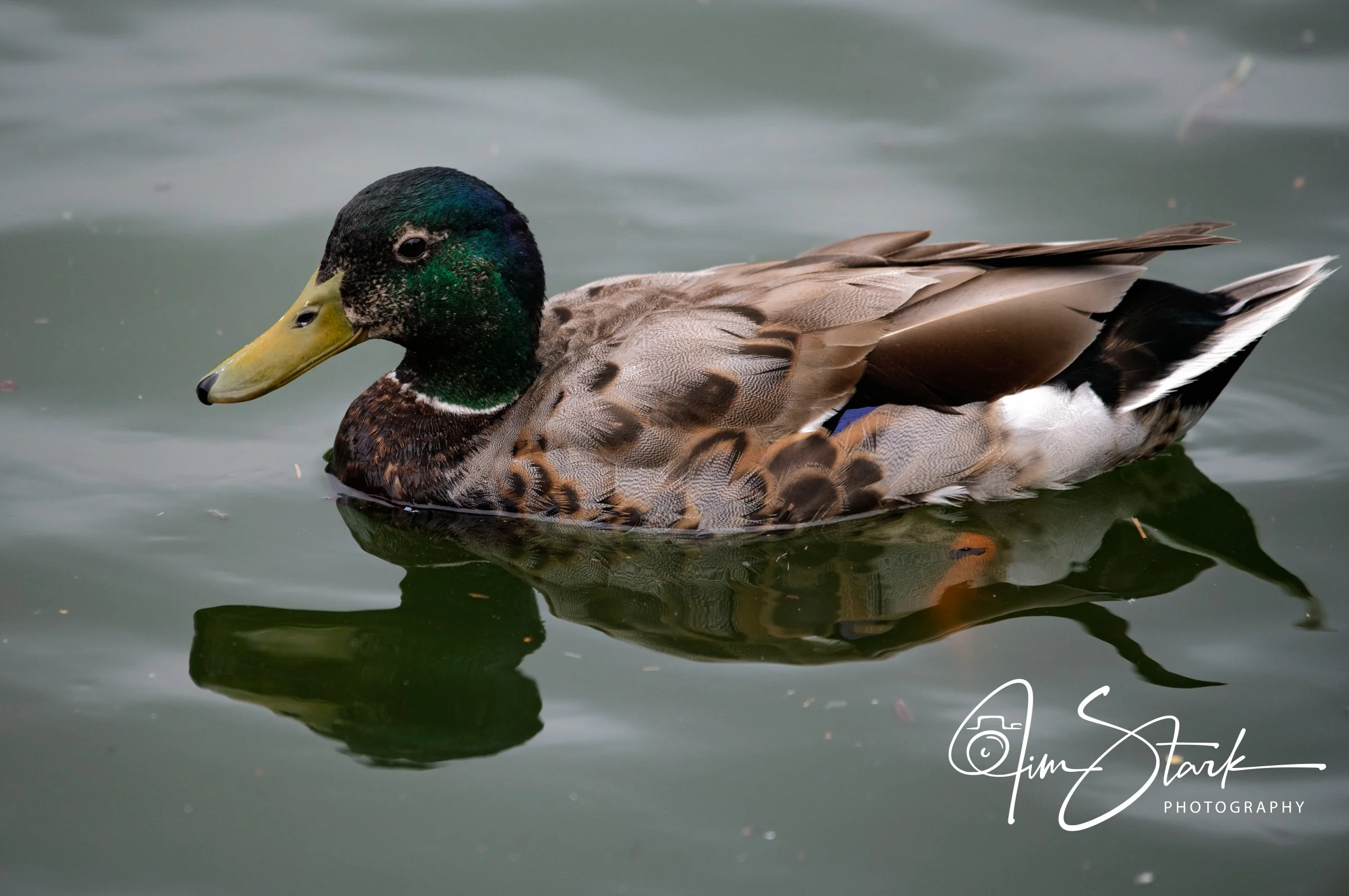 DSC_3596.jpg