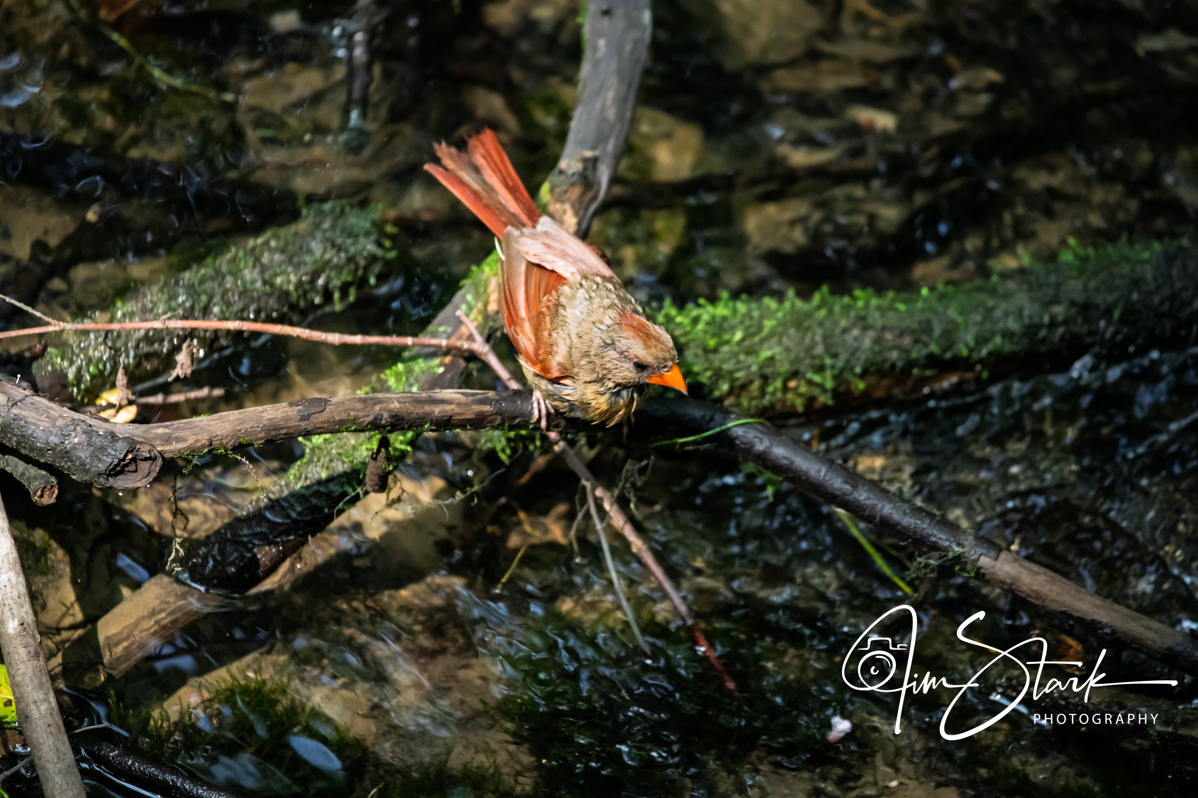 DSC_4532.jpg