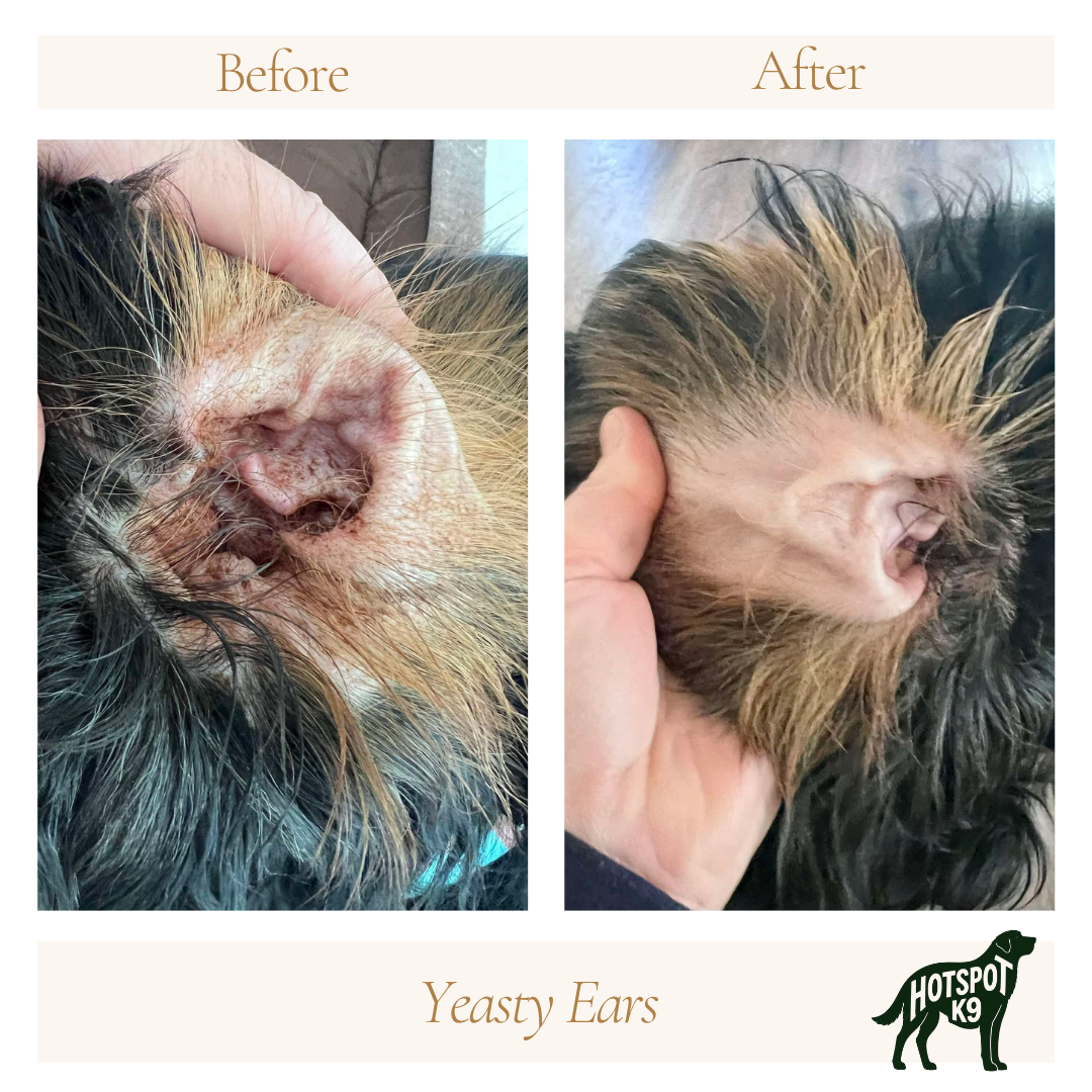 Comparison of a dog's ears before and after grooming, with the text 'Yeasty Ears' and a logo of a K9 dog with the words 'HOTSPOT K9' at the bottom right corner.