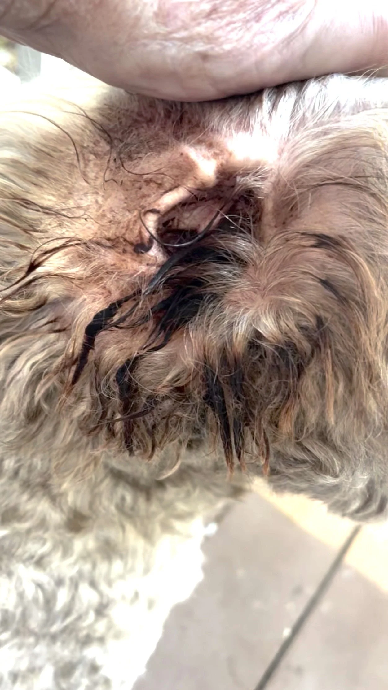 dogs ear .jpg