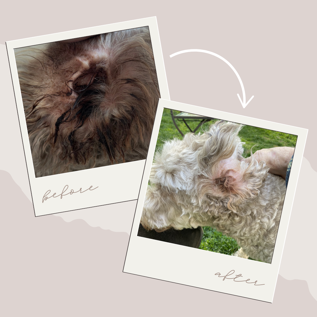 Comparison photo of a bacterial dog's ear before and after showing the dog's ear after is much healed after using a drying powder like Hotspot K9