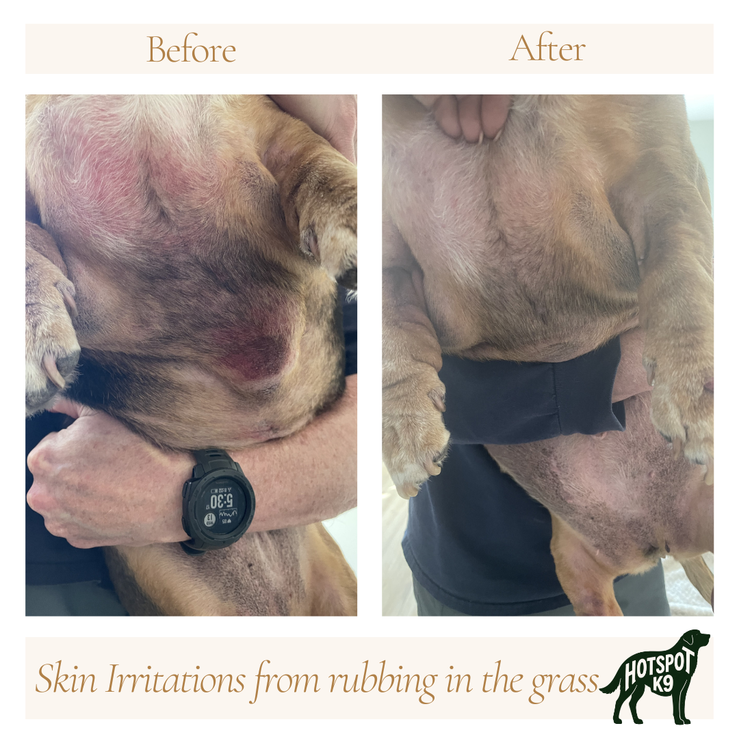 Comparison of a dog with skin irritation from grass rubbing before and after treatment. The 'before' side shows red, irritated skin, while the 'after' side shows clear skin. Caption: Skin irritations from rubbing in the grass.