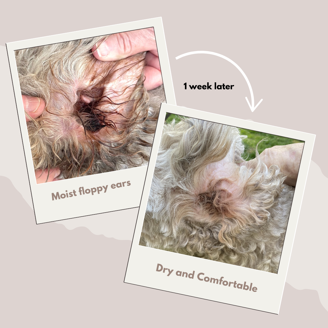 Comparison of a dog's moist, floppy ears one week apart, showing improvement from moist to dry and comfortable.