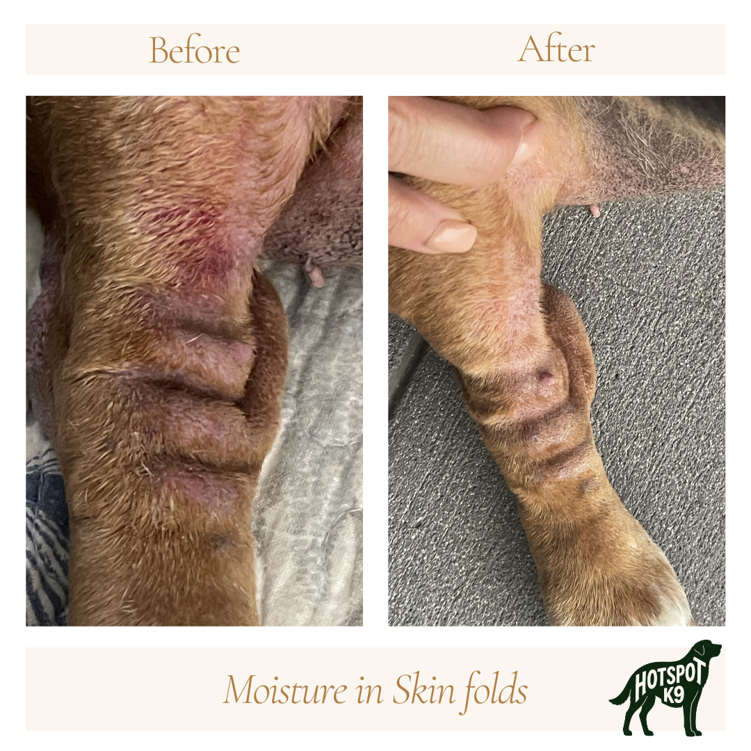 Comparison photo of a dog's skin before and after treatment, showing improved skin condition with reduced moisture in skin folds, with a logo of a dog silhouette and 'Hotspot K9' at the bottom right.