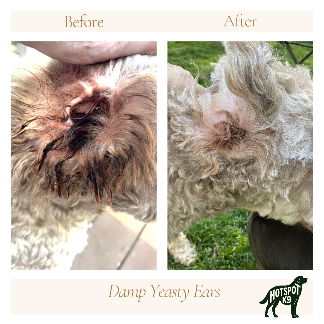 Comparison photo of a dog labeled 'Before' and 'After' showing improvement in damp, yeasty ears after treatment or grooming, with a logo reading 'Hotspot K9' in the bottom right corner.